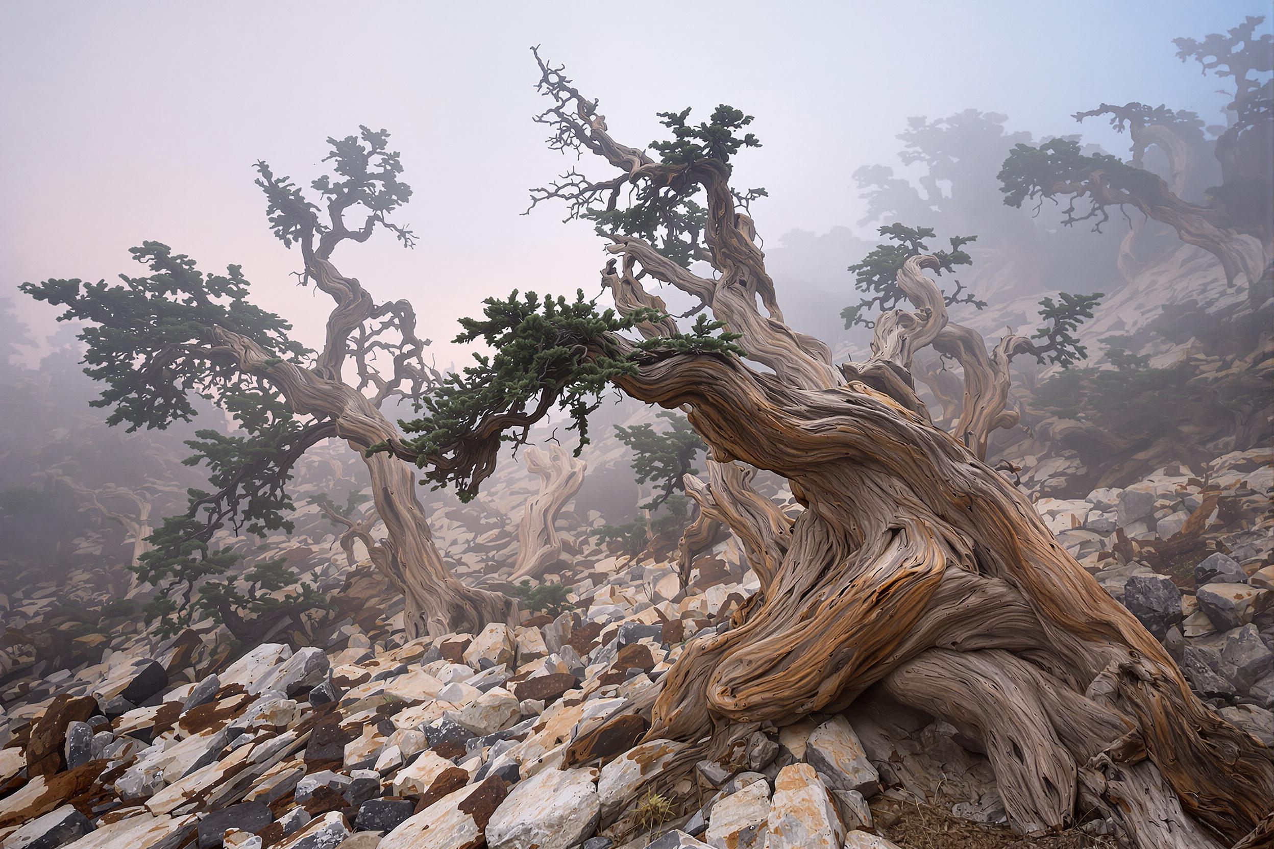 Discover the otherworldly beauty of a fog-shrouded ancient bristlecone pine forest at dawn. Gnarled, twisted trees emerge from rocky terrain, their weathered bark telling stories of millennia. Soft, diffused light filters through the mist, creating an ethereal atmosphere that showcases nature's resilience and timeless beauty.