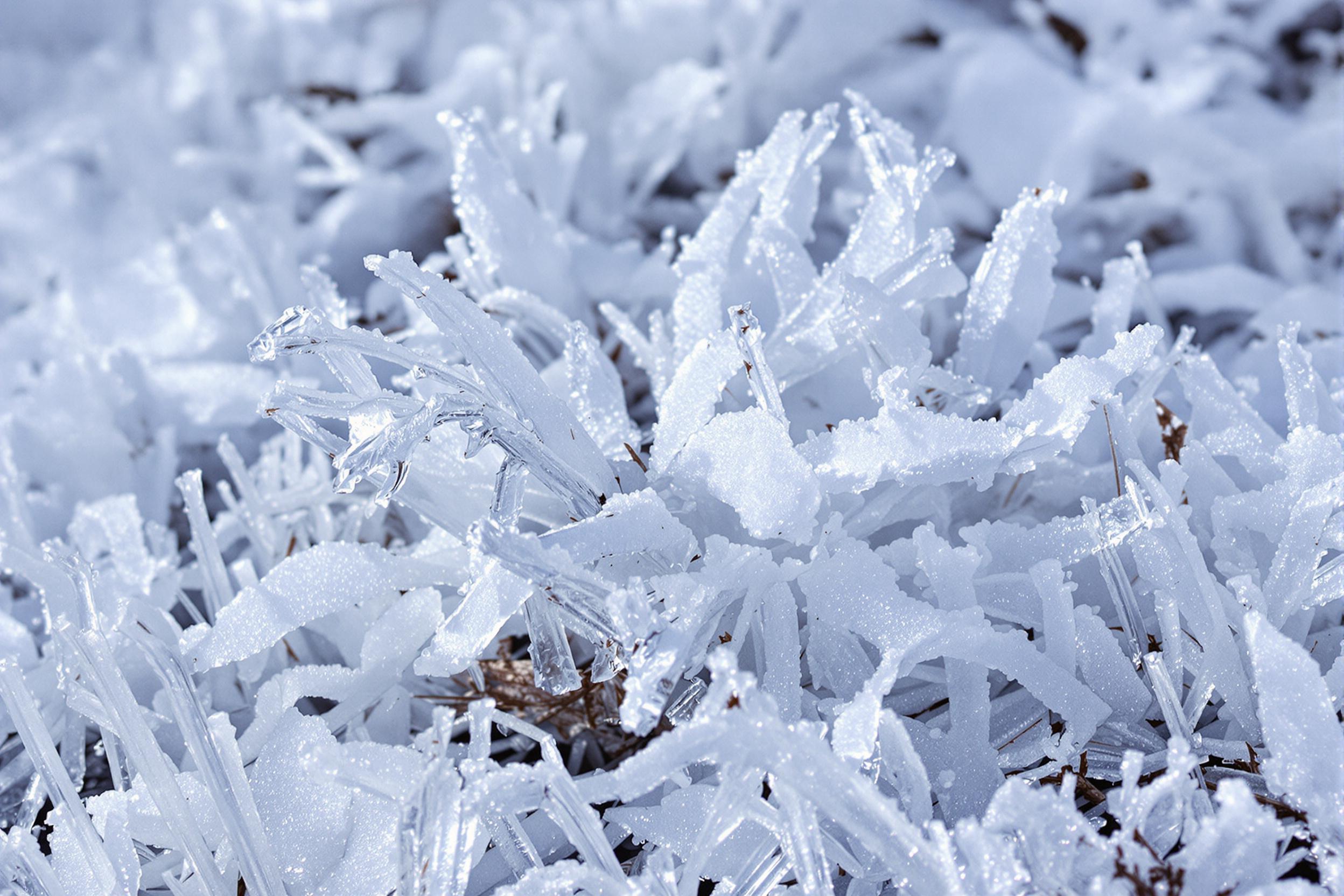 Discover the rare and ephemeral beauty of frost flowers, delicate ice formations that bloom in freezing conditions. These intricate, petal-like structures create a magical winter landscape, showcasing nature's artistry in miniature.