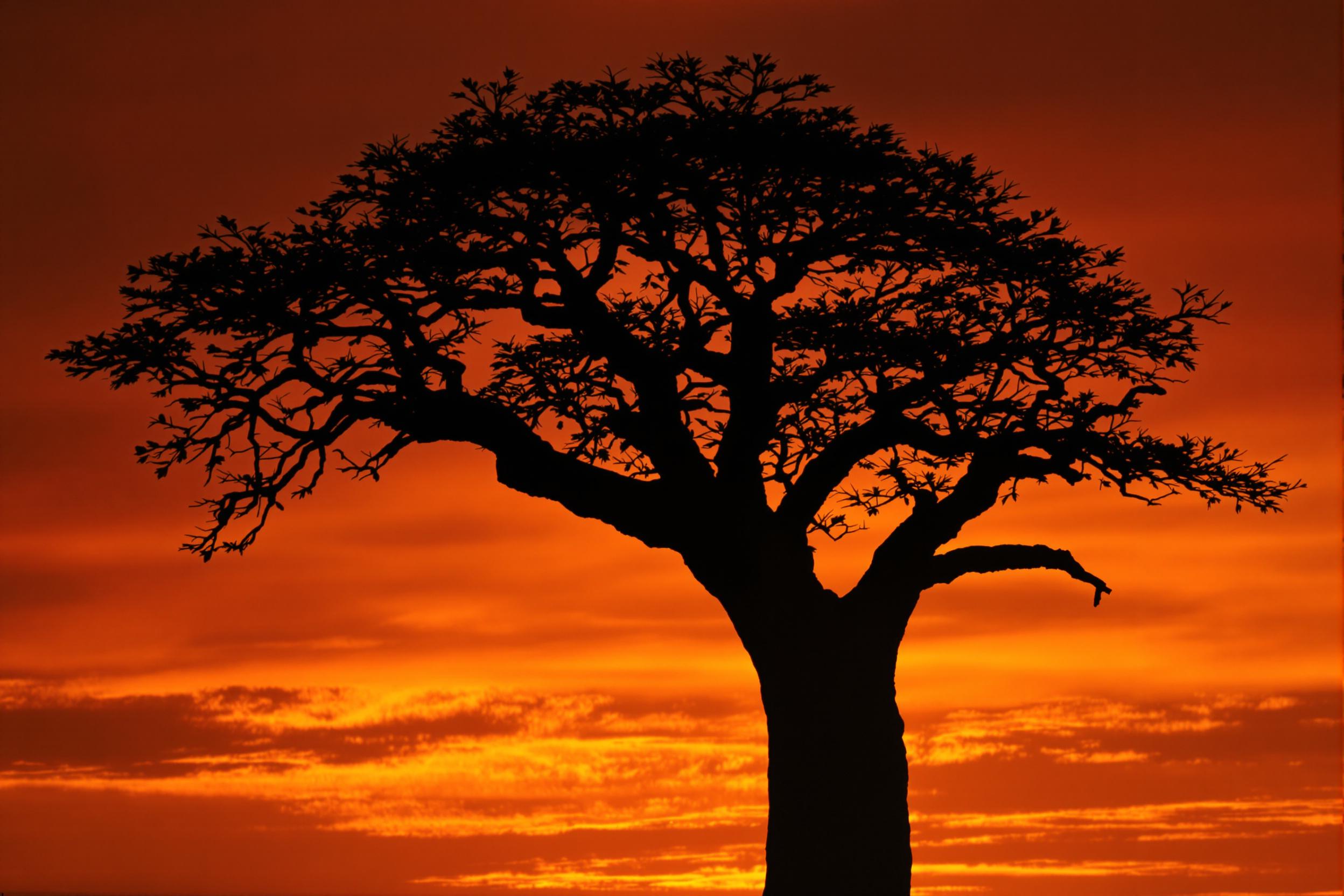 Witness the iconic silhouette of a lone baobab tree against a fiery African sunset. The ancient tree's gnarled branches stretch across the golden sky, creating a striking contrast with the warm hues of dusk. This captivating image showcases the timeless beauty of the African savanna.