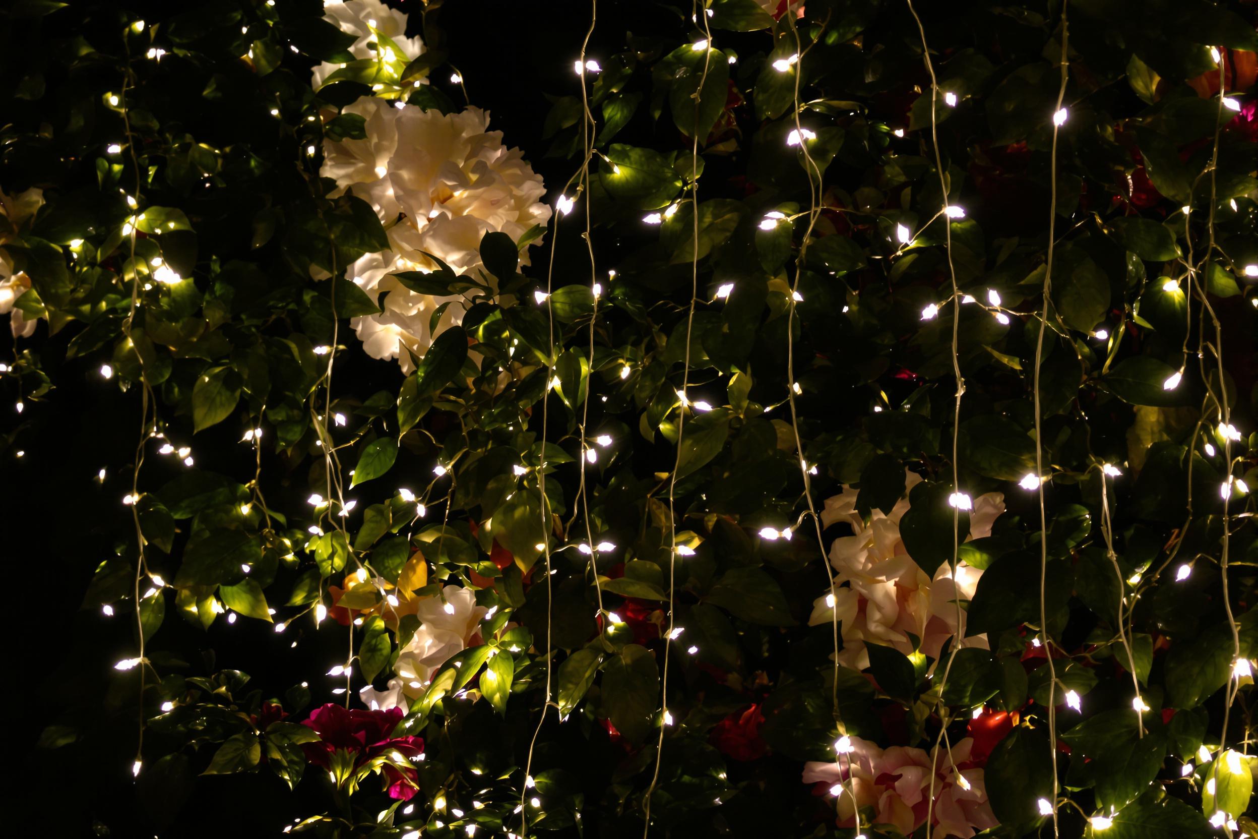 An enchanting night garden is alive with a whimsical installation of fairy lights. Delicate strands cascade between blooming flowers and lush leaves, casting a warm glow against the dark backdrop. The soft twinkle of the lights illuminates the intricate textures of petals and foliage, inviting exploration into this magical outdoor space.