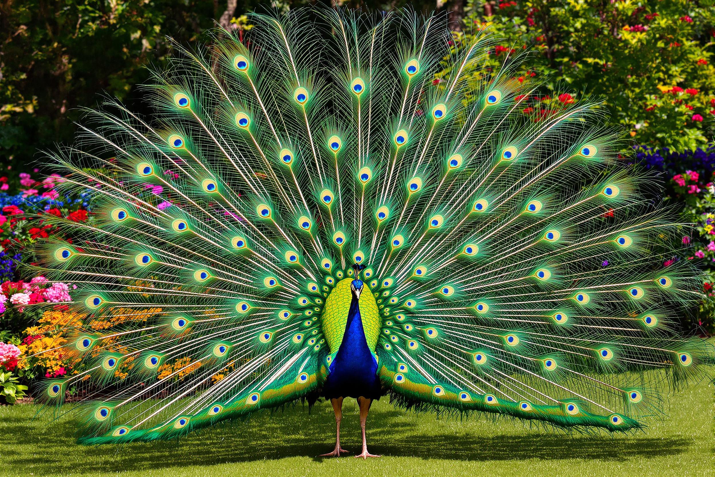 An elegant peacock stands proudly in a lush botanical garden, stretching its iridescent tail feathers wide in a stunning display of color. The sunlight catches the emerald greens and blues in its feathers, creating a mesmerizing shimmer. Surrounding foliage complements the scene, enhancing the vividness of the bird’s plumage against the soft blur of colorful flowers in the background.