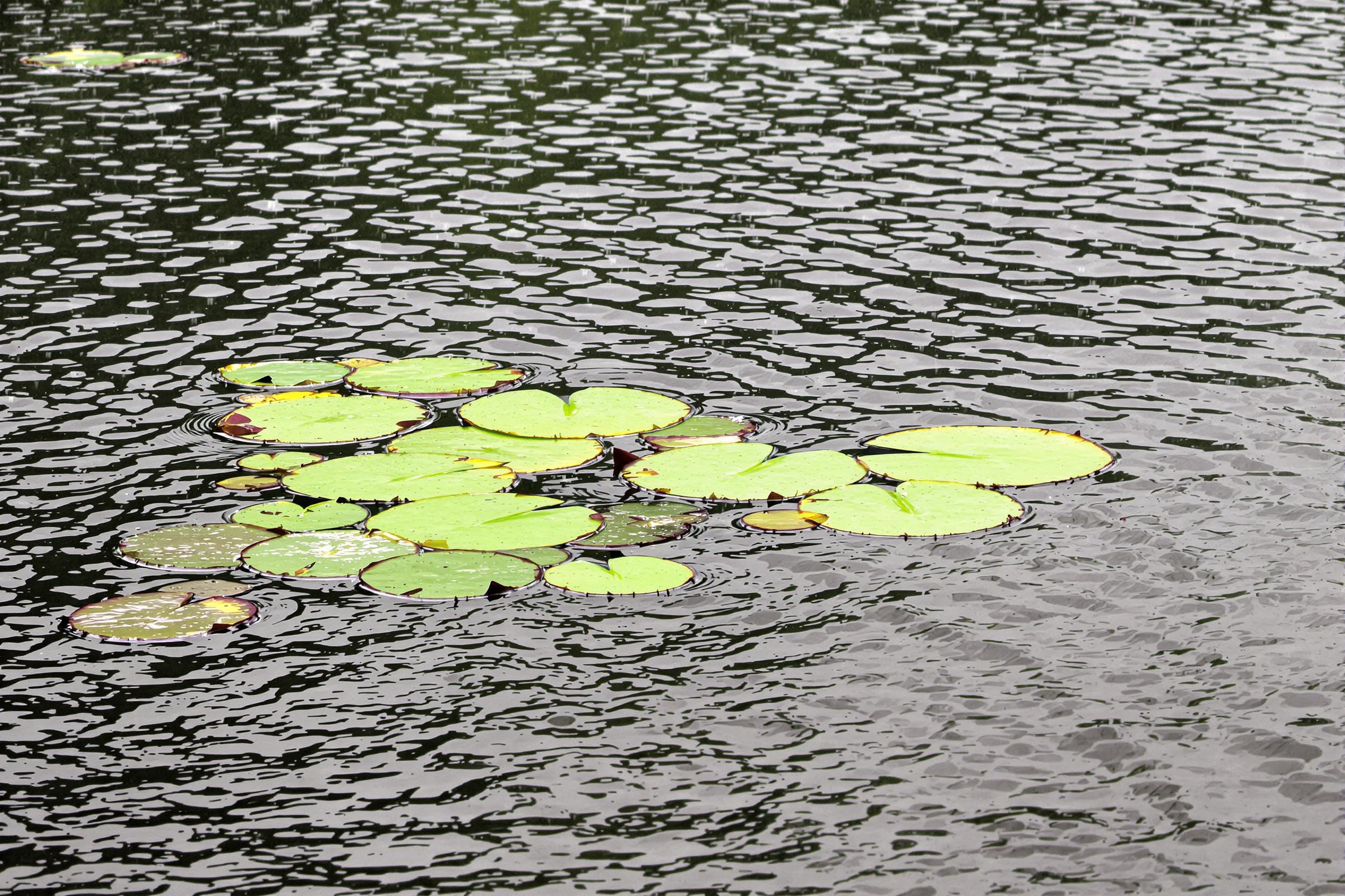 Rain falls steadily onto an urban lily pond, creating overlapping ripples across the water's surface. Vibrant green lily pads float delicately amid the chaos, their smooth textures glistening under soft, diffused light. The overcast reflection hints at a tranquil and rainy day, blending natural elegance with modern beauty.