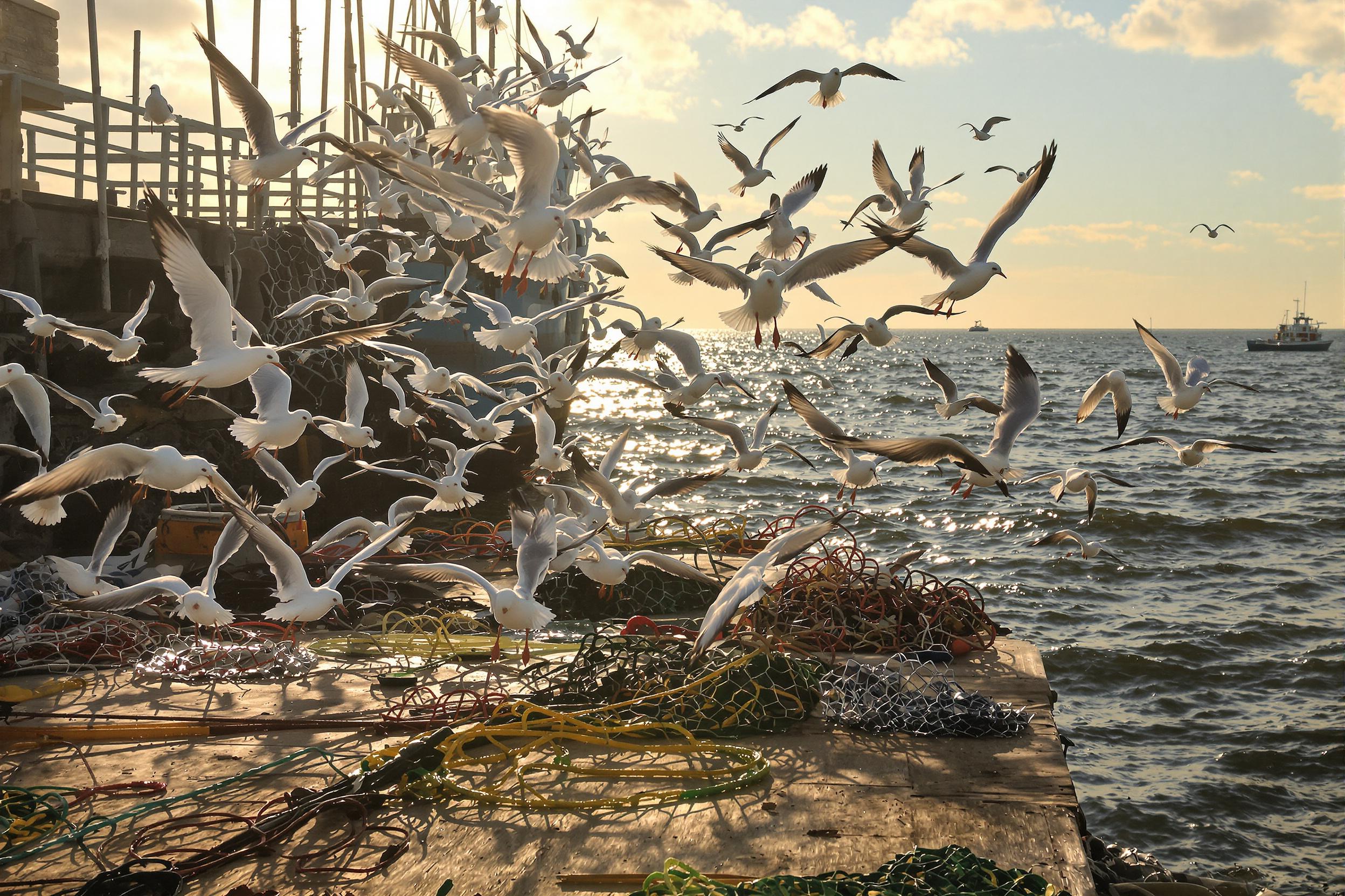 Seagulls take flight from a weathered dock bathed in late-afternoon golden light. Wings beat in dynamic motion above scattered fishing gear, framed by glistening sea ripples. Nearby fishing boats add structure while airy clouds soften the distant horizon, completing this lively coastal moment.