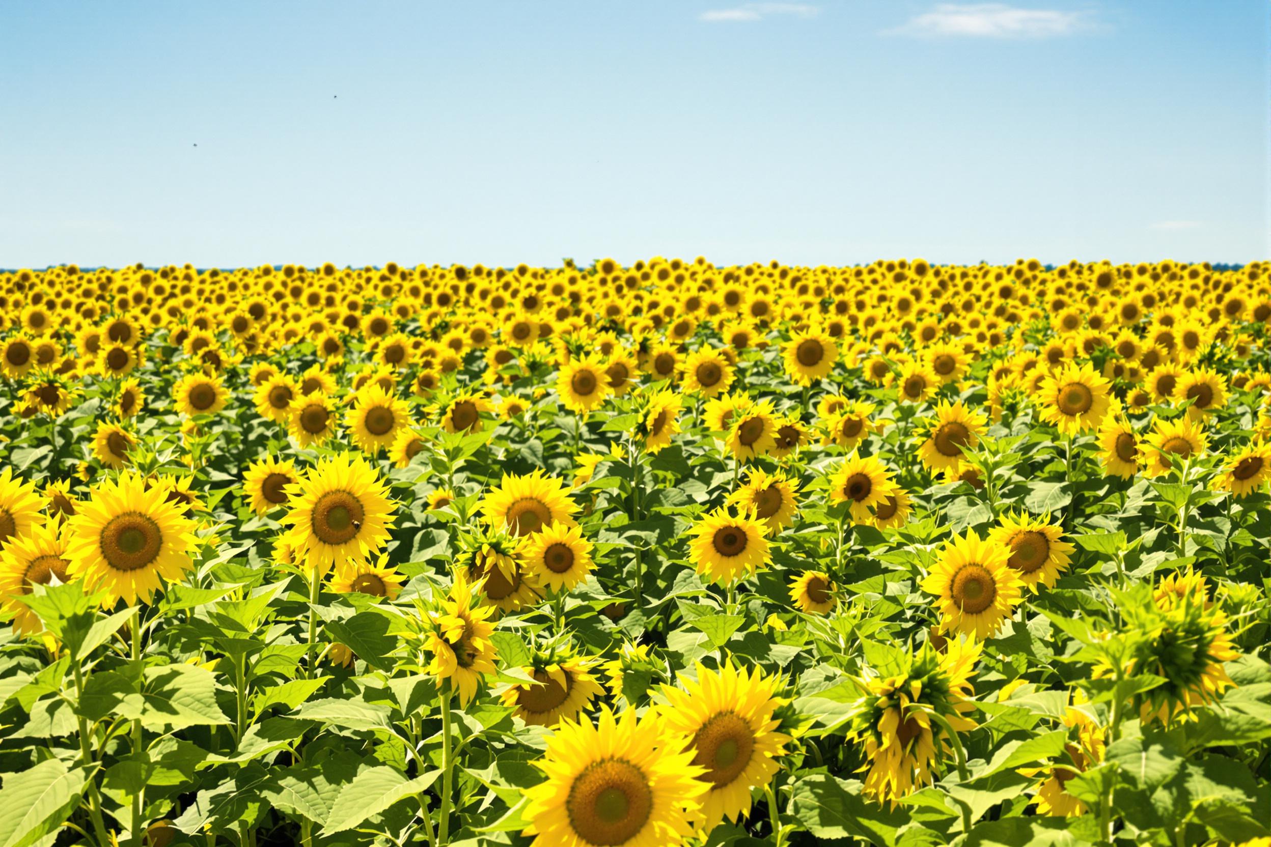 A vibrant sunflower field at midday features bright yellow blooms stretching uniformly towards the sun. Bees dart amid the flowers, busy pollinating as their delicate wings catch sunlight. Rows upon rows of towering sunflowers create an orderly yet organic texture under the lush blue sky, evoking nature's harmony.