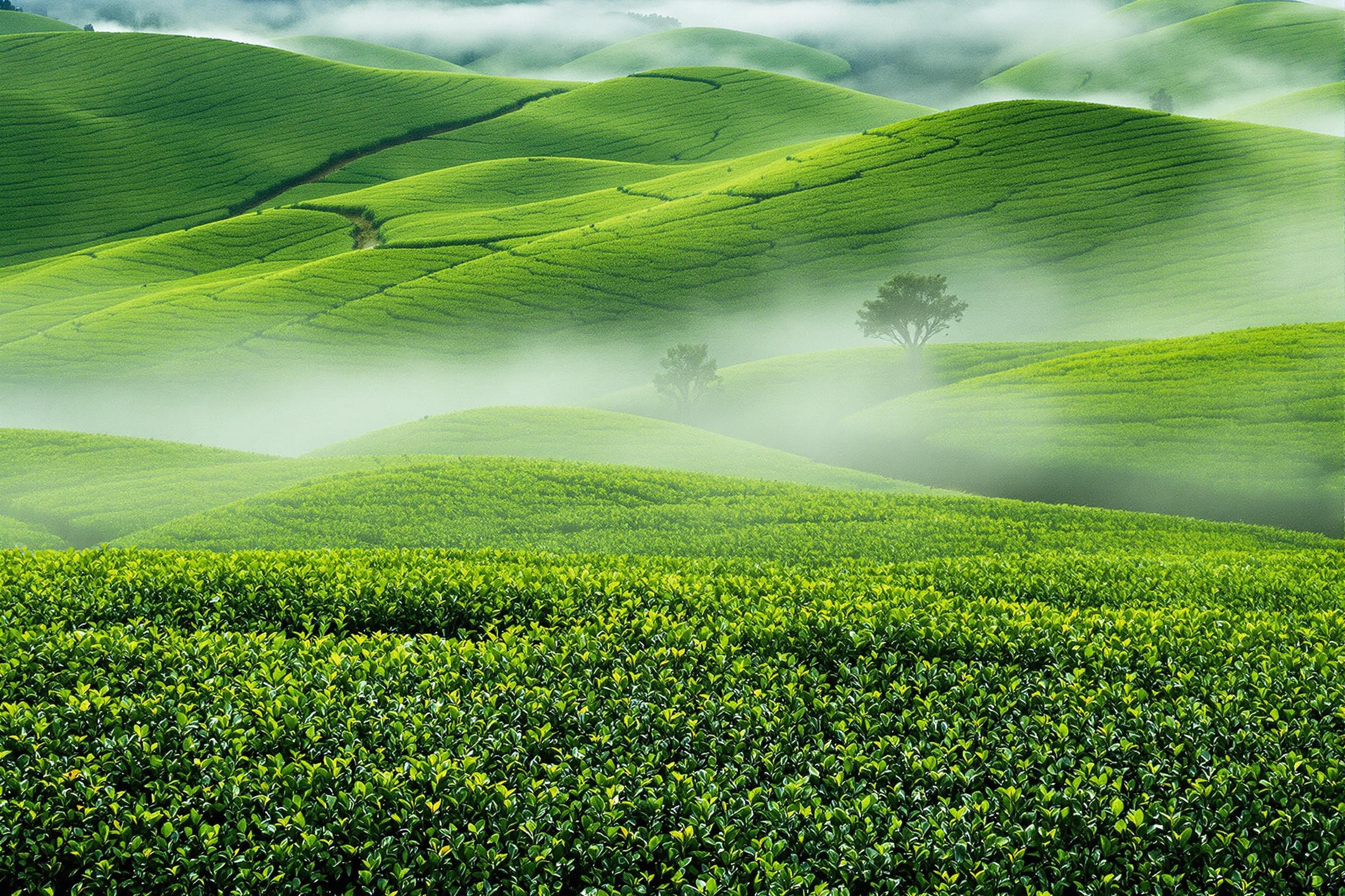 An expansive aerial view showcases a lush green tea plantation enveloped in early morning mist. The vibrant rows of tea bushes create rhythmic patterns across rolling hills, their deep green hues contrasting beautifully with the ethereal white fog. Soft, diffused light gently highlights the dewdrops on the leaves, enhancing nature's tranquil beauty and inviting exploration.