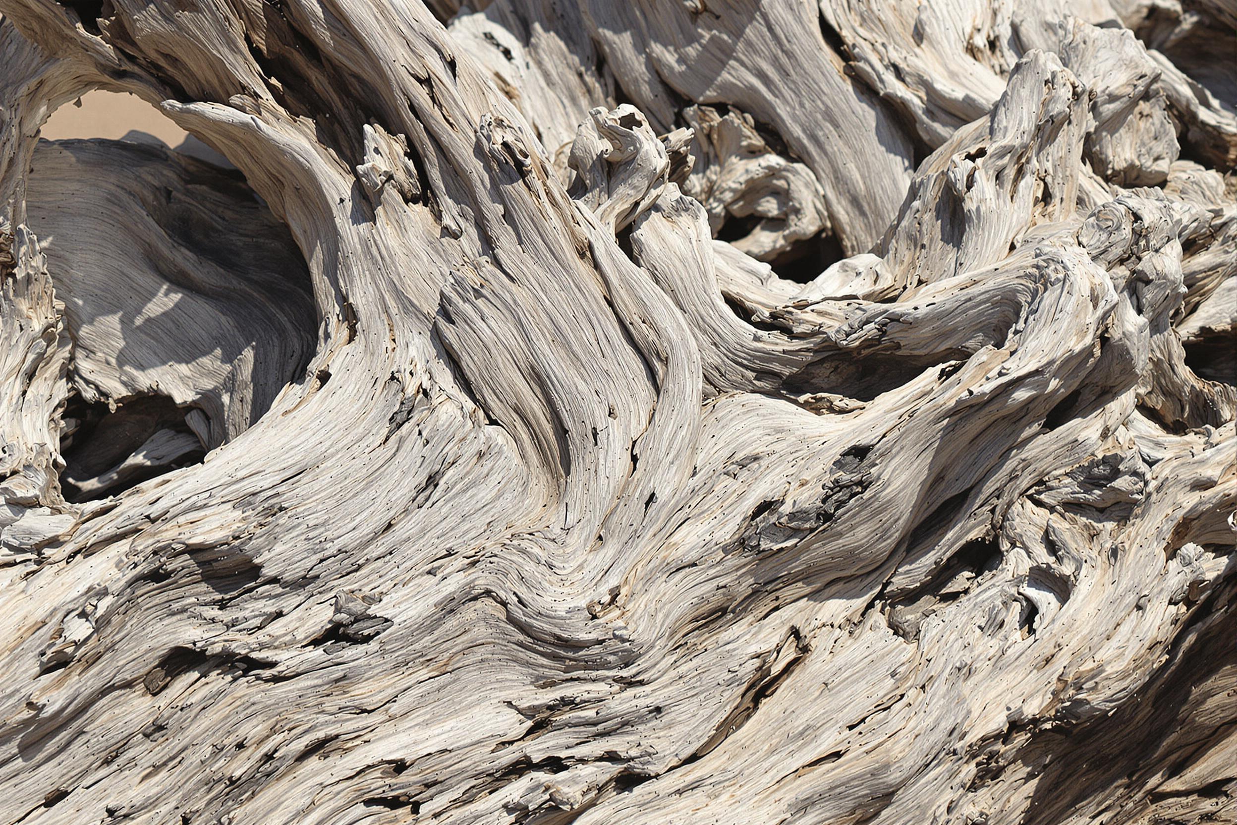 Close-up of sun-bleached driftwood on a sandy shore, showcasing intricate grain patterns and weathered textures. Natural erosion creates a mesmerizing interplay of smooth and rough surfaces, perfect for rustic design inspiration.