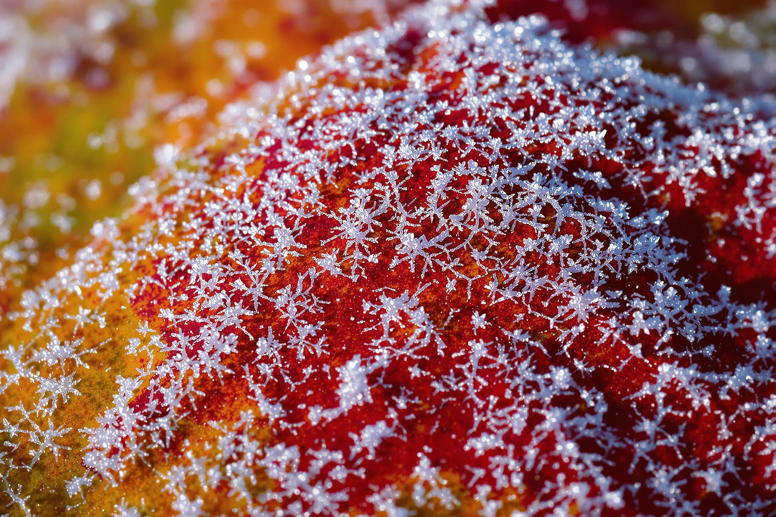 Macro photograph capturing the delicate interplay of seasons. Intricate frost crystals form mesmerizing patterns on a vibrant autumn leaf, showcasing nature's artistry in transition. Perfect for seasonal themes and natural texture designs.