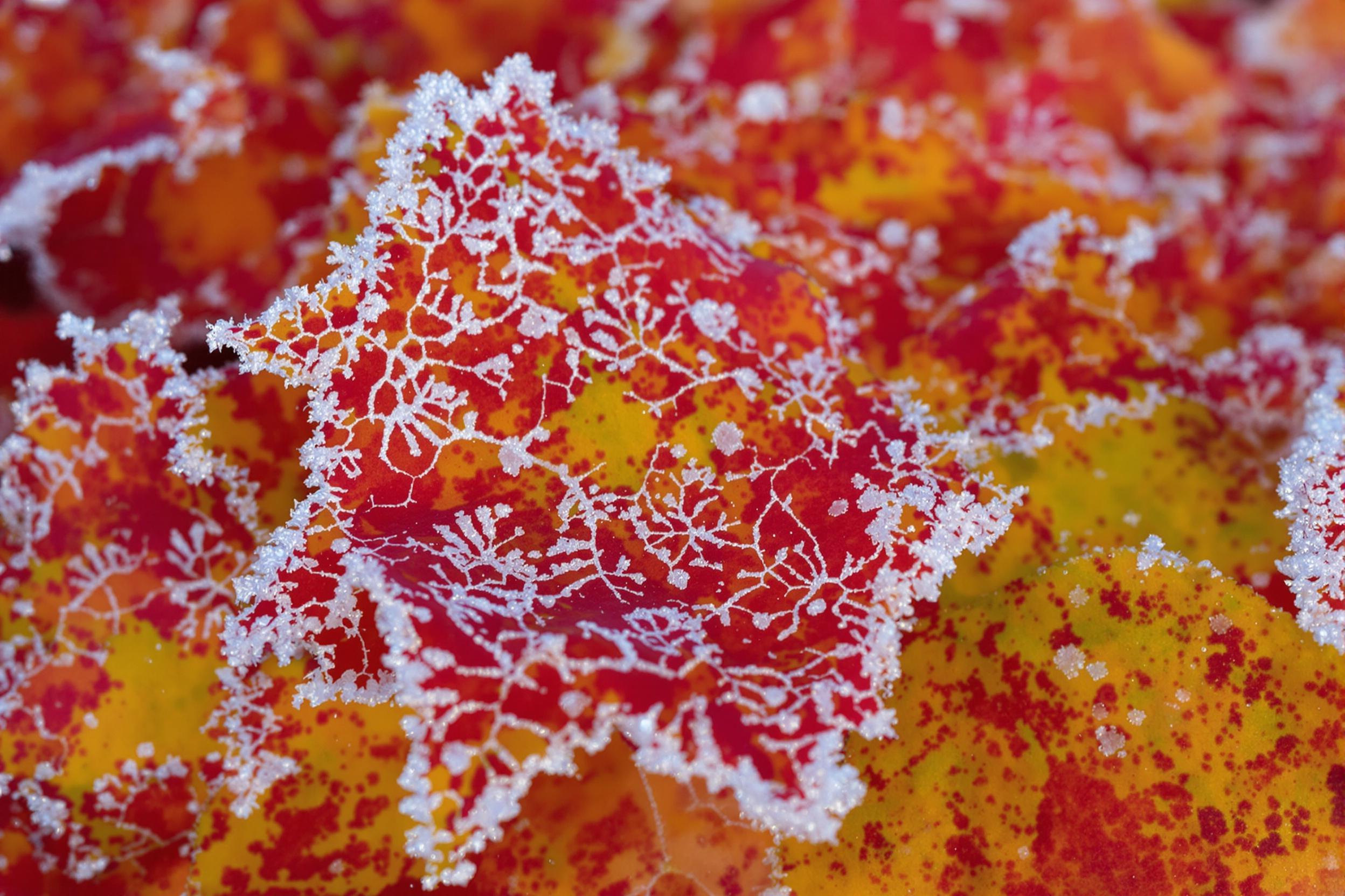 Macro photograph capturing delicate frost crystals forming intricate patterns on vibrant autumn leaves. Nature's artistry revealed in the interplay of icy geometries and rich seasonal colors.