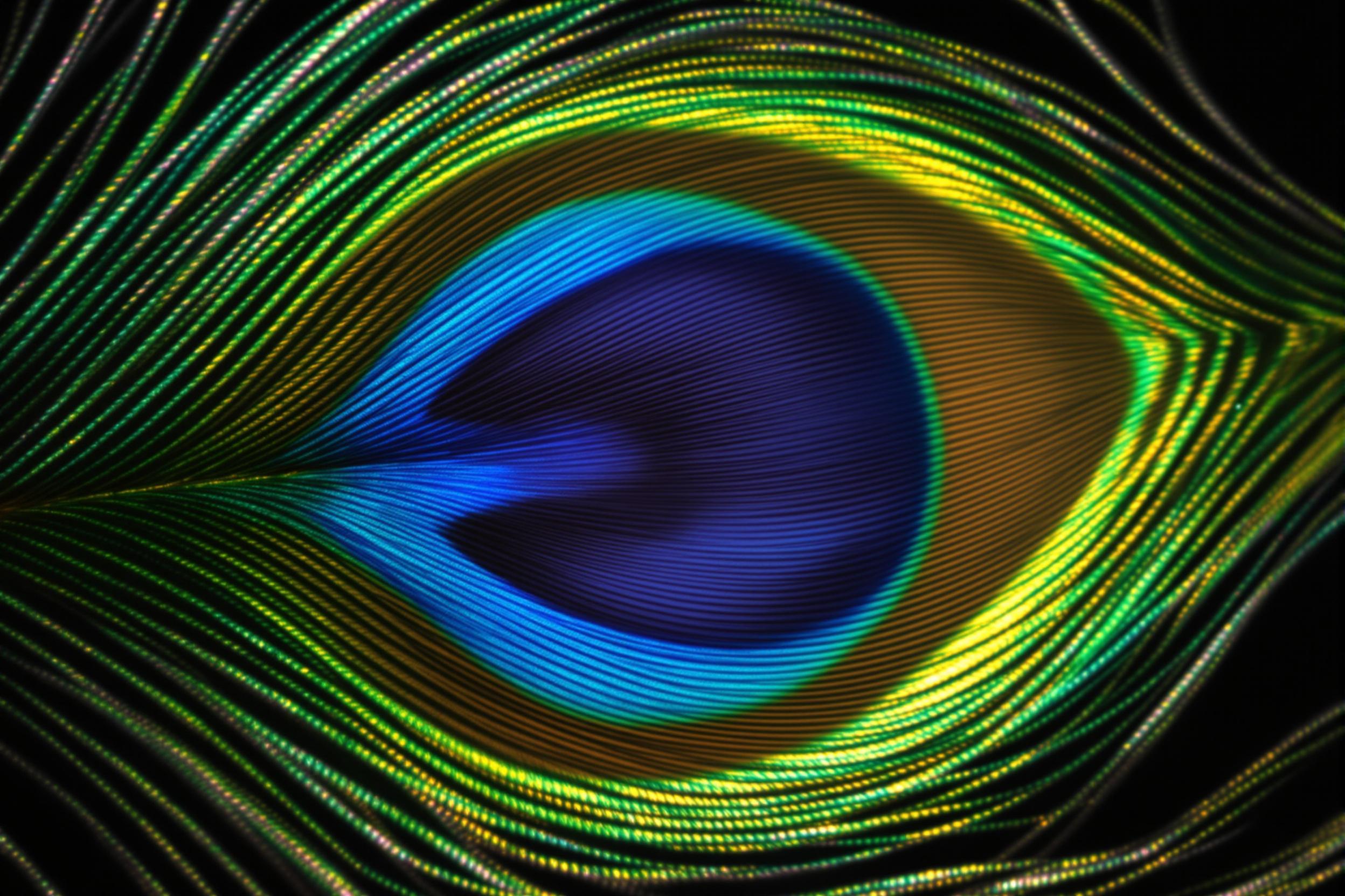 Extreme close-up of a peacock feather revealing its iridescent beauty. Brilliant blues, greens, and golds form a mesmerizing natural pattern, with intricate barbs creating a stunning texture against a dark background.