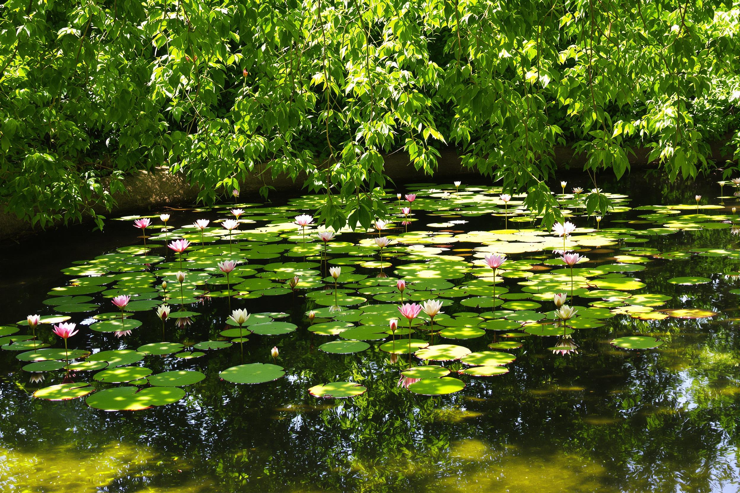 A tranquil pond sits nestled within a lush garden, surrounded by vibrant green foliage. The surface of the water reflects delicate lily pads and their blossoms in soft hues of white and pink. Sunlight filters through the overhanging branches, casting gentle patterns of light and shadow across the scene, enhancing the serene atmosphere inviting quiet contemplation.