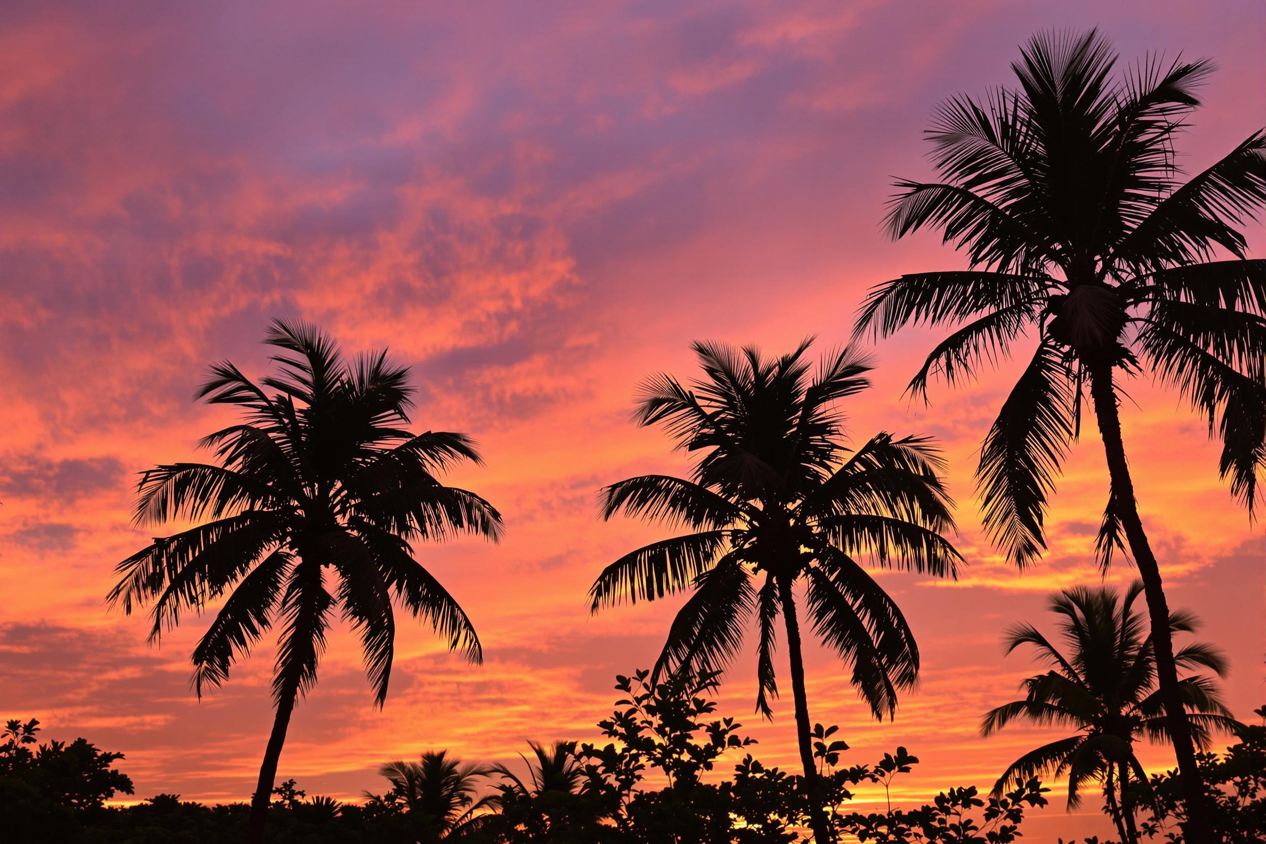 Experience the tranquility of a stunning beach sunset, where the sky is painted in hues of orange, pink, and purple. Silhouetted palm trees frame the scene, creating a perfect tropical getaway atmosphere. This image captures the essence of relaxation and wanderlust, ideal for travel and wellness themes.