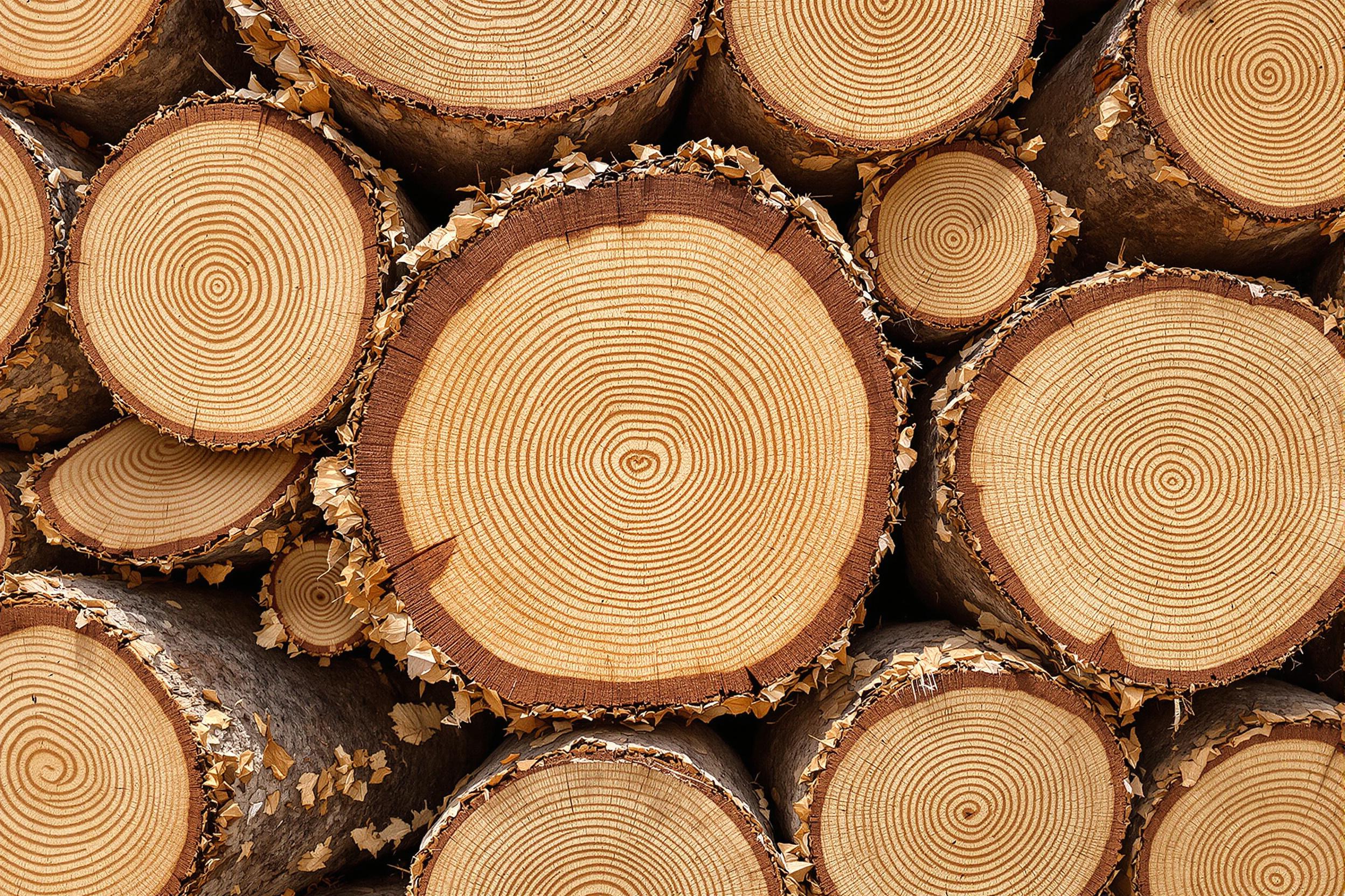 A close-up shot of stacked cut tree trunks reveals intricate circular ring patterns that depict the age of each tree. The rough outer bark offers rich brown textures transitioning into pale creamy wood within. Small wood chips and dust particles surround the base, with diffused midday natural light highlighting their earthy tones in fine detail.