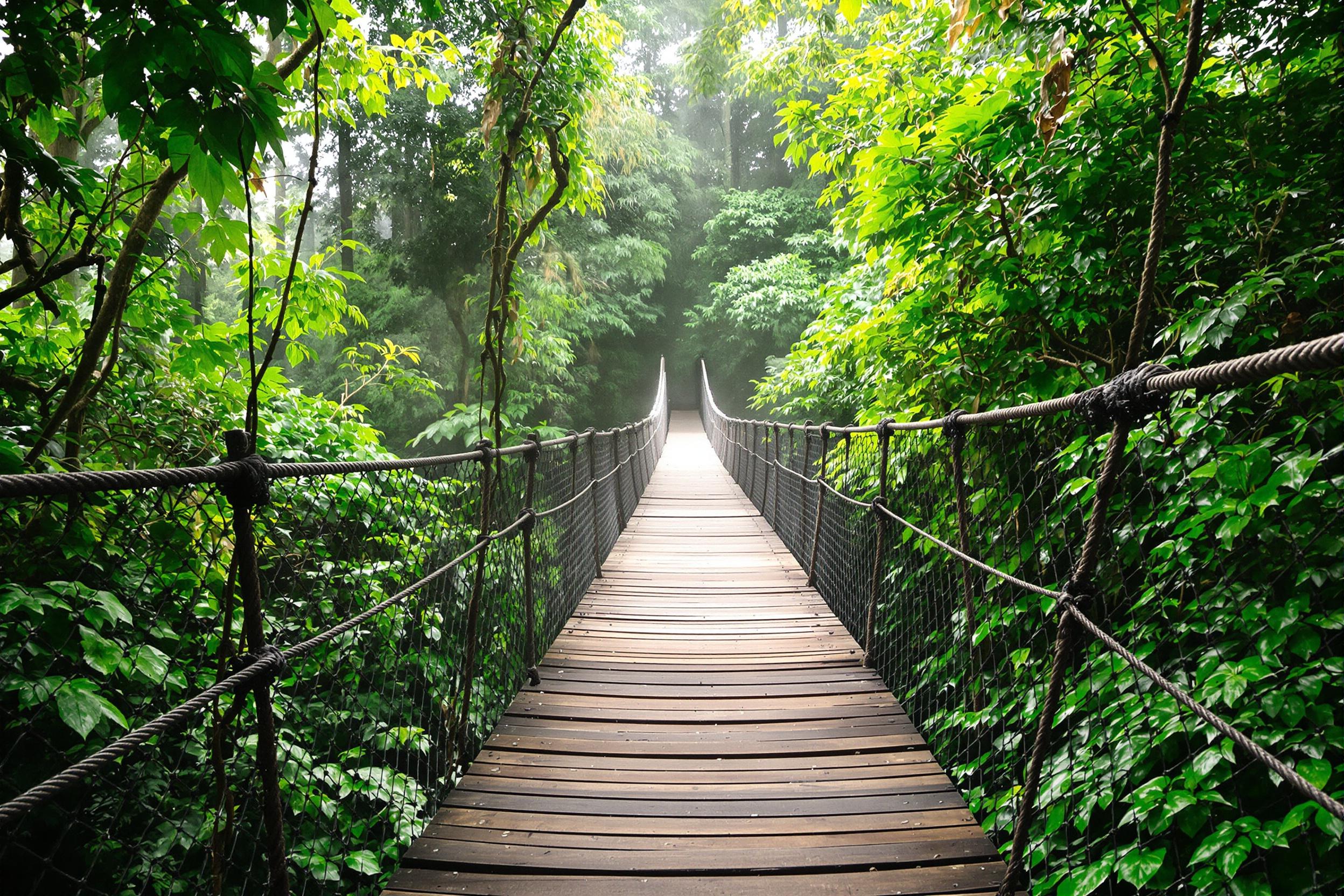 A rope bridge stretched out over lush foliage in a tropical rainforest appears enveloped in morning mist. Weathered wooden planks supported by thick ropes lead forward, disappearing into dense greenery. Diffused sunlight filters softly through tall trees and vines, illuminating droplets clinging to leaves. Patterns of natural textures emphasize serenity and immersion.