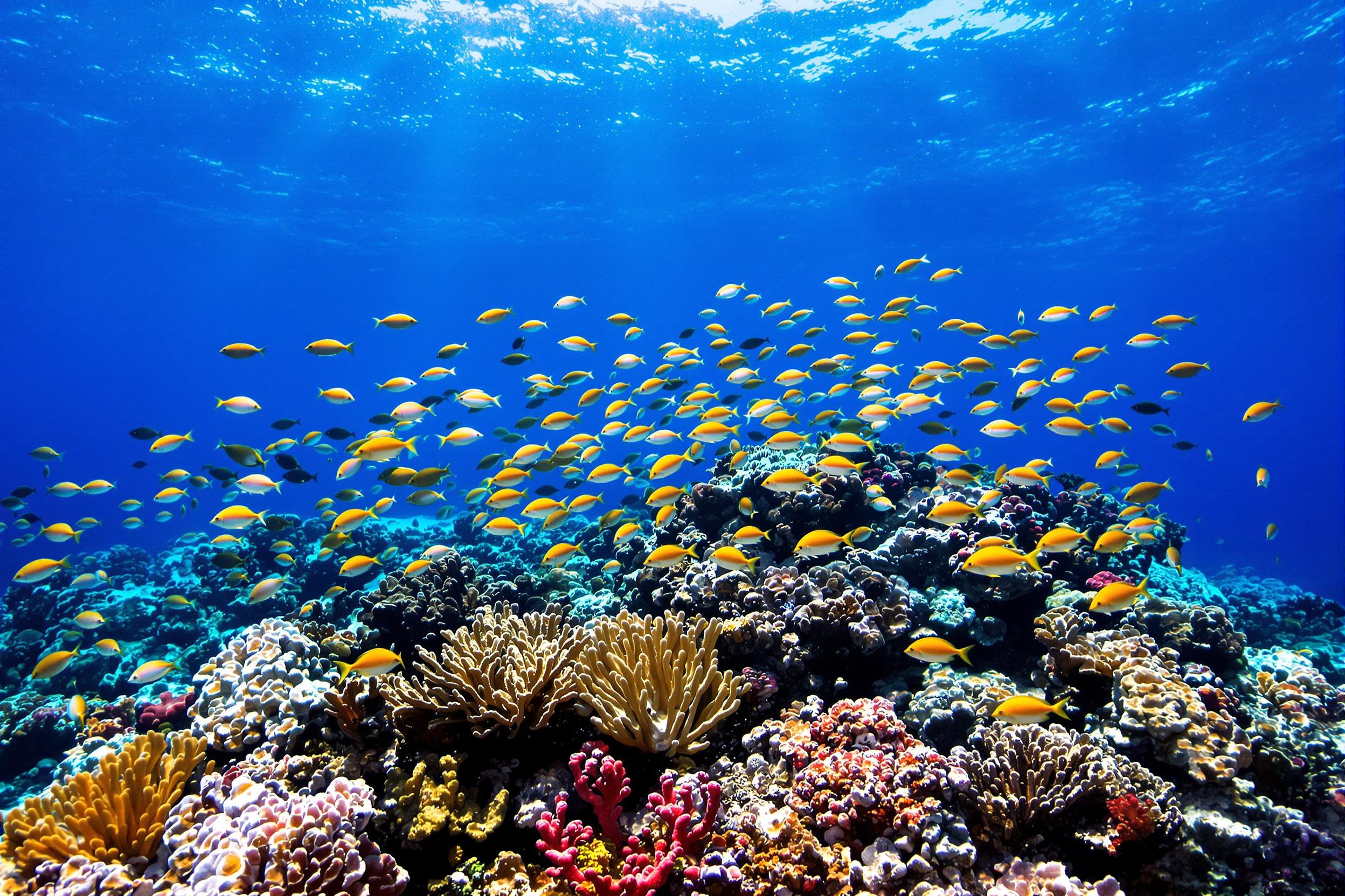 A captivating underwater scene emerges as colorful tropical fish glide gracefully over a vibrant coral reef. Sunlight filters through the clear blue water, casting a dazzling shimmer on the marine life below. The diverse shapes and hues of coral formations create a rich backdrop, while schools of fish dart in and out, enhancing the dynamic beauty of this serene aquatic environment.