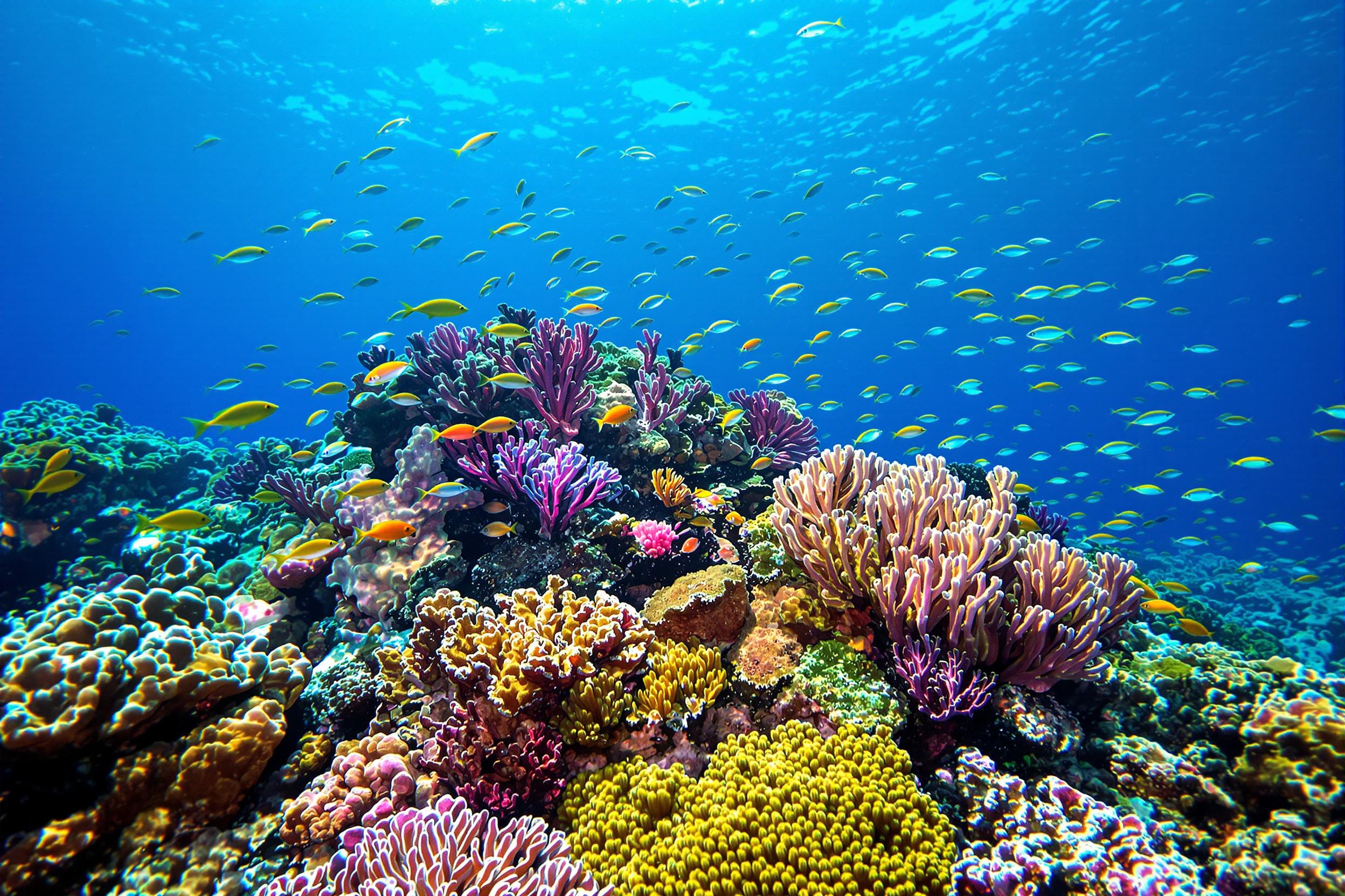 Explore the mesmerizing underwater world of a vibrant coral reef ecosystem. This stunning image captures the intricate beauty of colorful coral formations, surrounded by a diverse array of tropical fish species, creating a captivating scene of marine biodiversity.