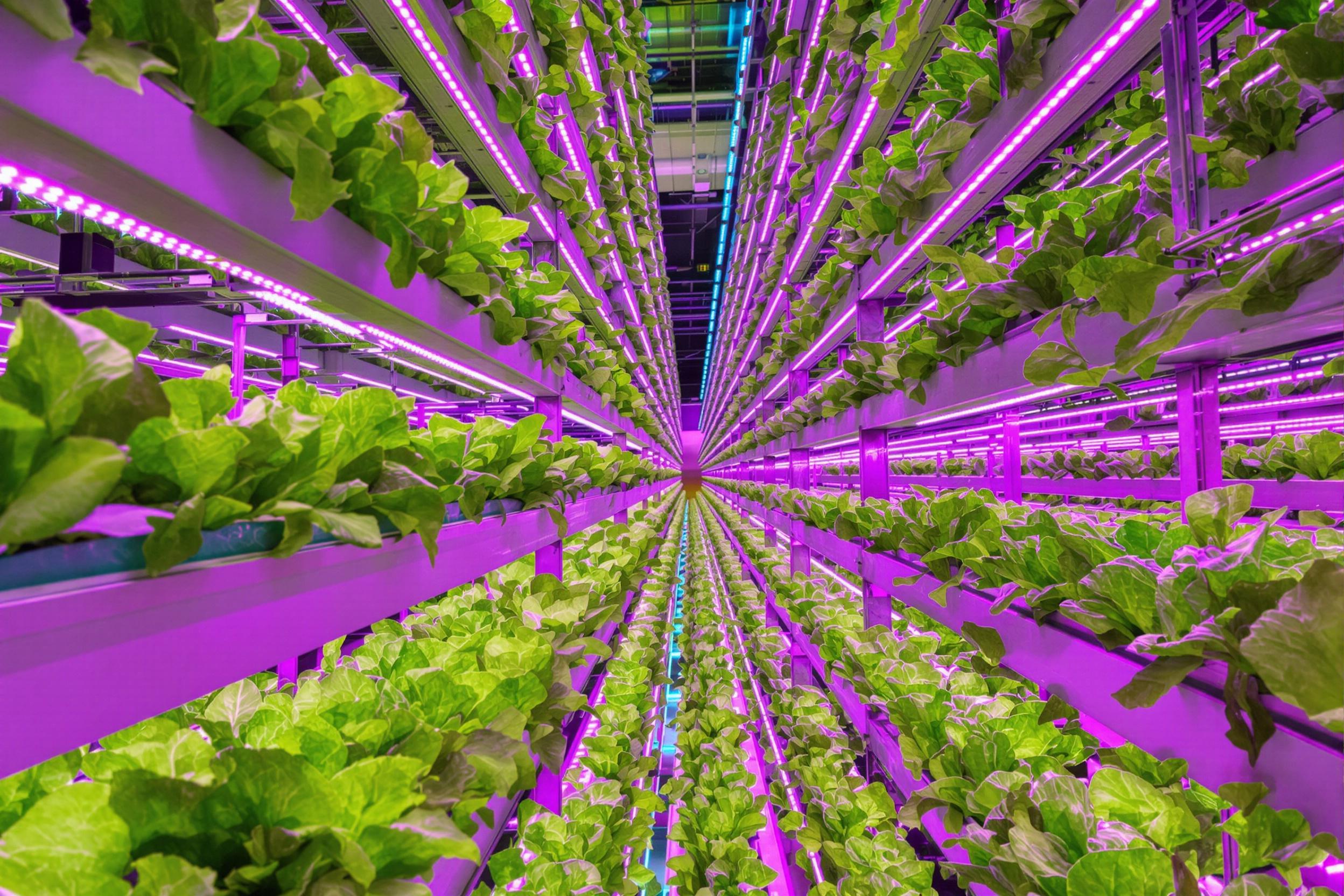 Rows of lush green lettuce thrive within a high-tech vertical farm under vibrant purple and blue LED grow lights. The symmetrical stacks are neatly aligned in towering racks, creating a futuristic agricultural setting. Subtle reflections shimmer off surfaces, amplifying the sleek, innovative atmosphere.