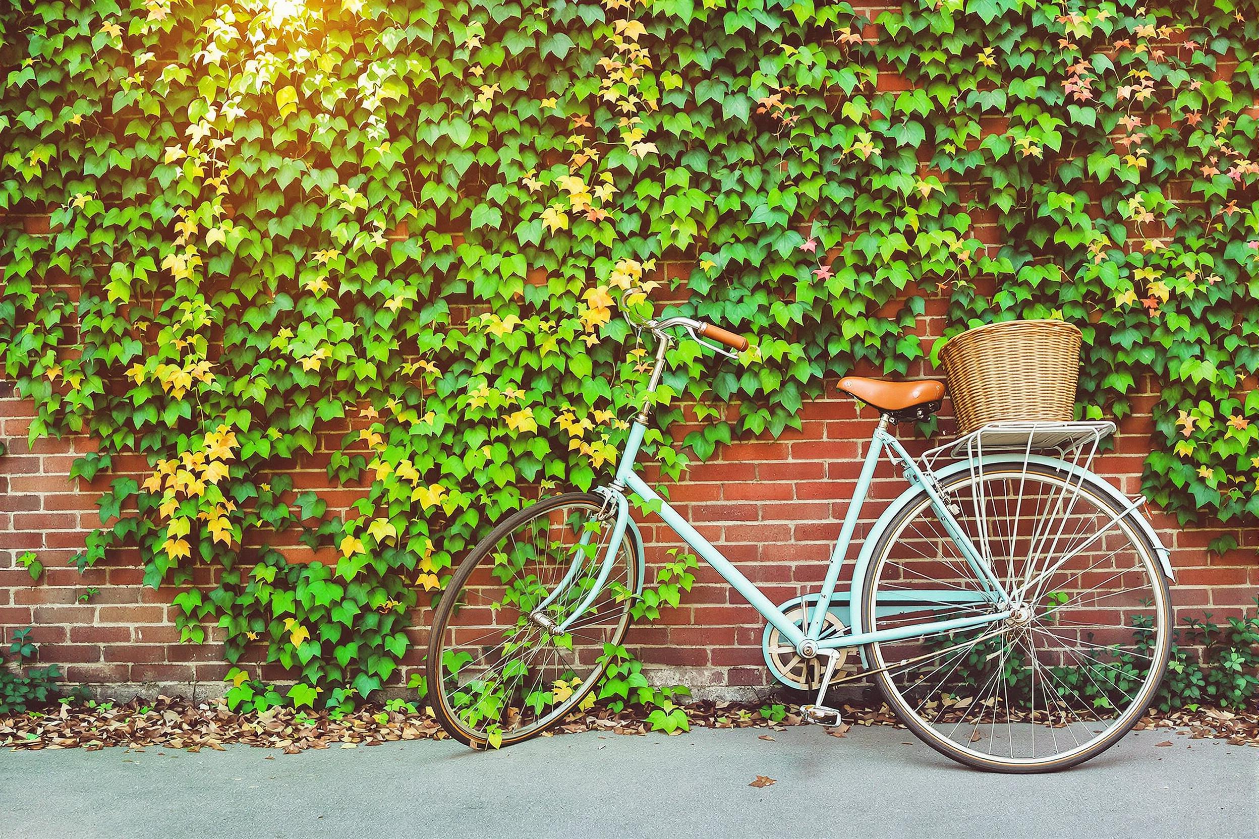 A charming vintage bicycle, painted a soft pastel blue, leans against a weathered brick wall covered in lush green ivy. Golden sunlight filters through the foliage, casting dappled shadows on the ground. The bicycle's intricate metal details shine softly, with its woven basket hinting at stories of leisurely rides through the neighborhood. Dangling vines enhance the eclectic urban landscape.