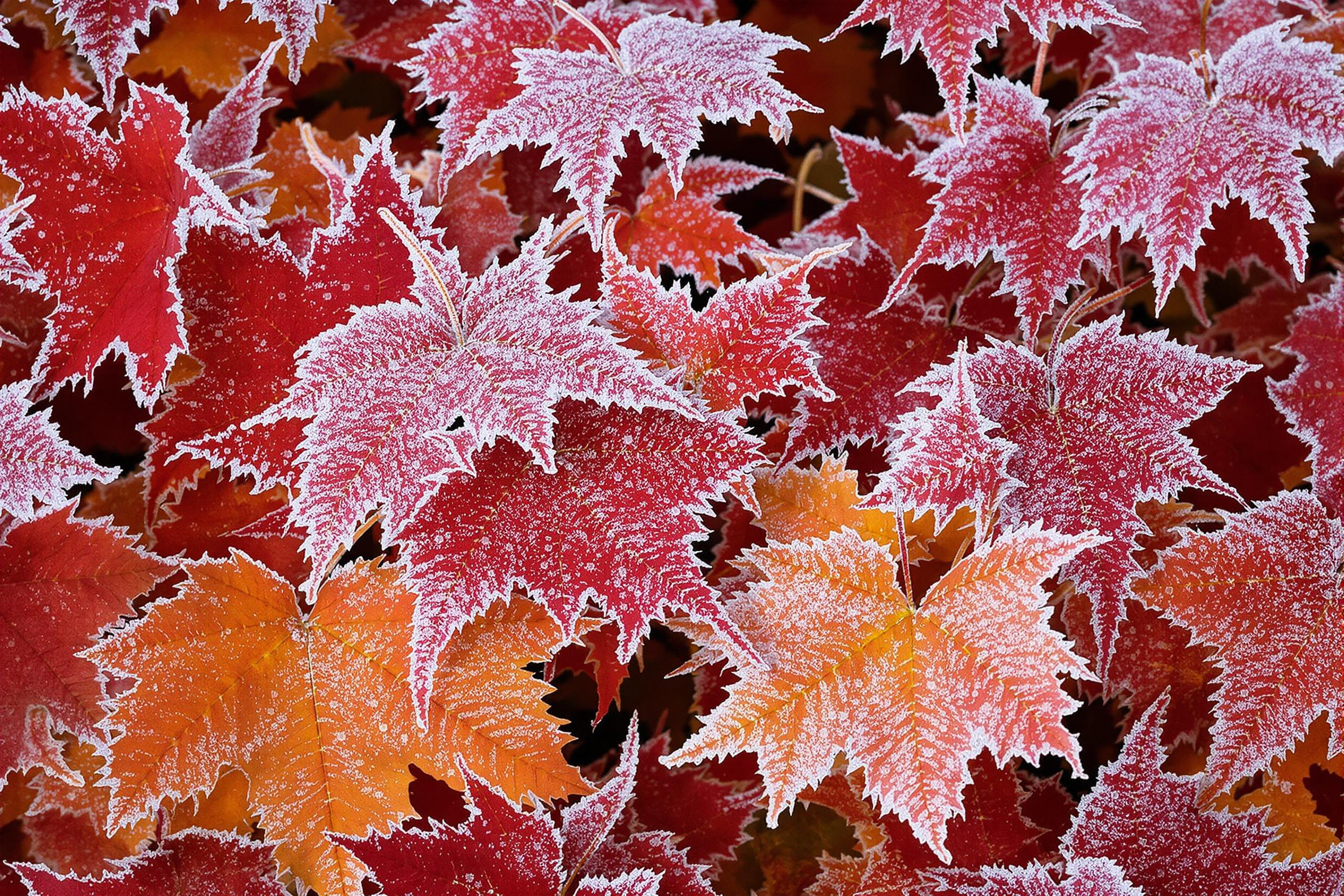 Delicate frost patterns adorn vibrant autumn leaves in this enchanting high-resolution wallpaper. Intricate ice crystals form mesmerizing designs on rich red and gold foliage, capturing the fleeting beauty of nature's transition from fall to winter.