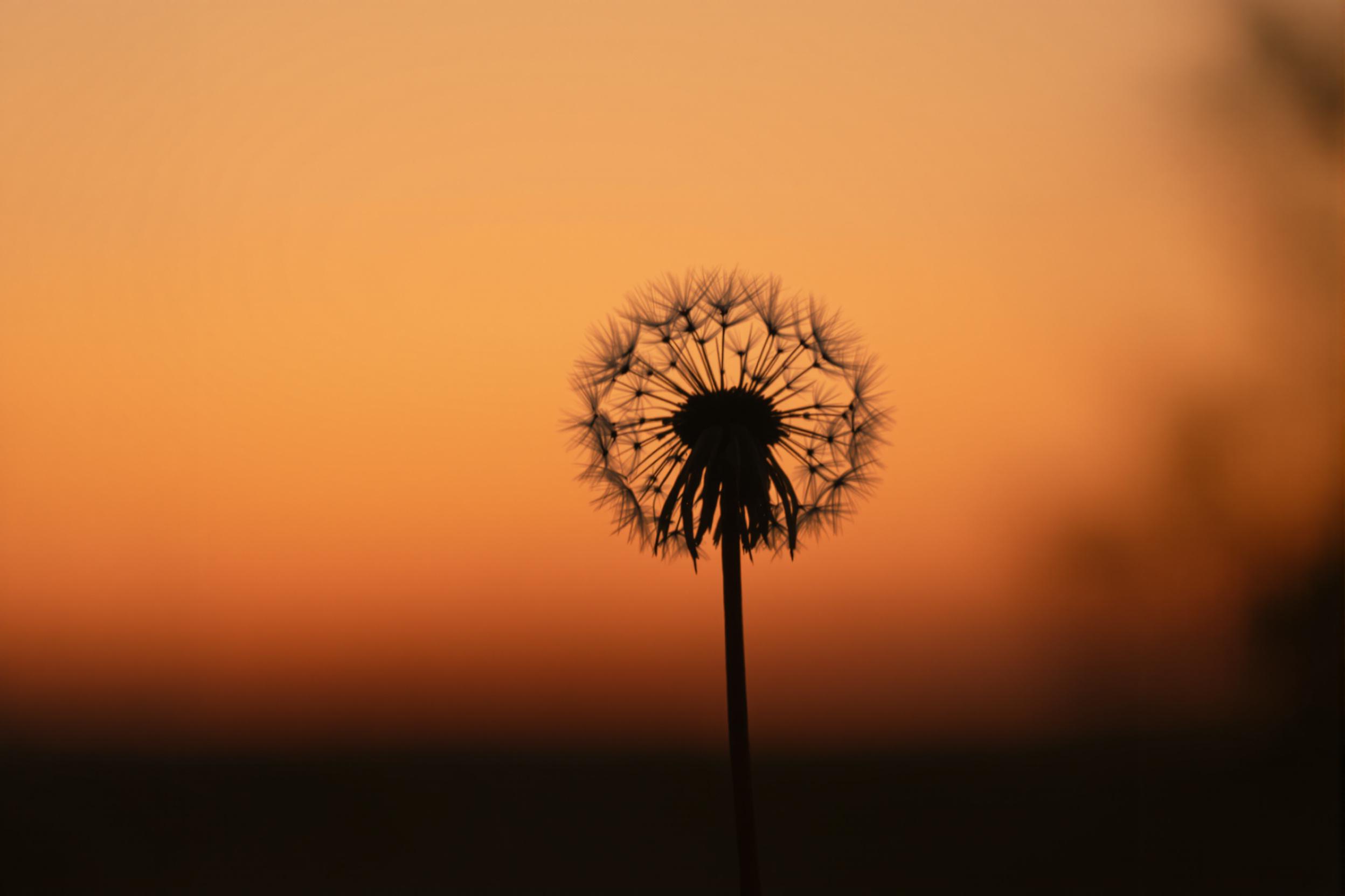 Capture the delicate beauty of nature with this high-resolution wallpaper featuring a lone dandelion silhouette against a warm, gradient sunset sky. Perfect for minimalist design enthusiasts and nature lovers seeking a serene digital backdrop.