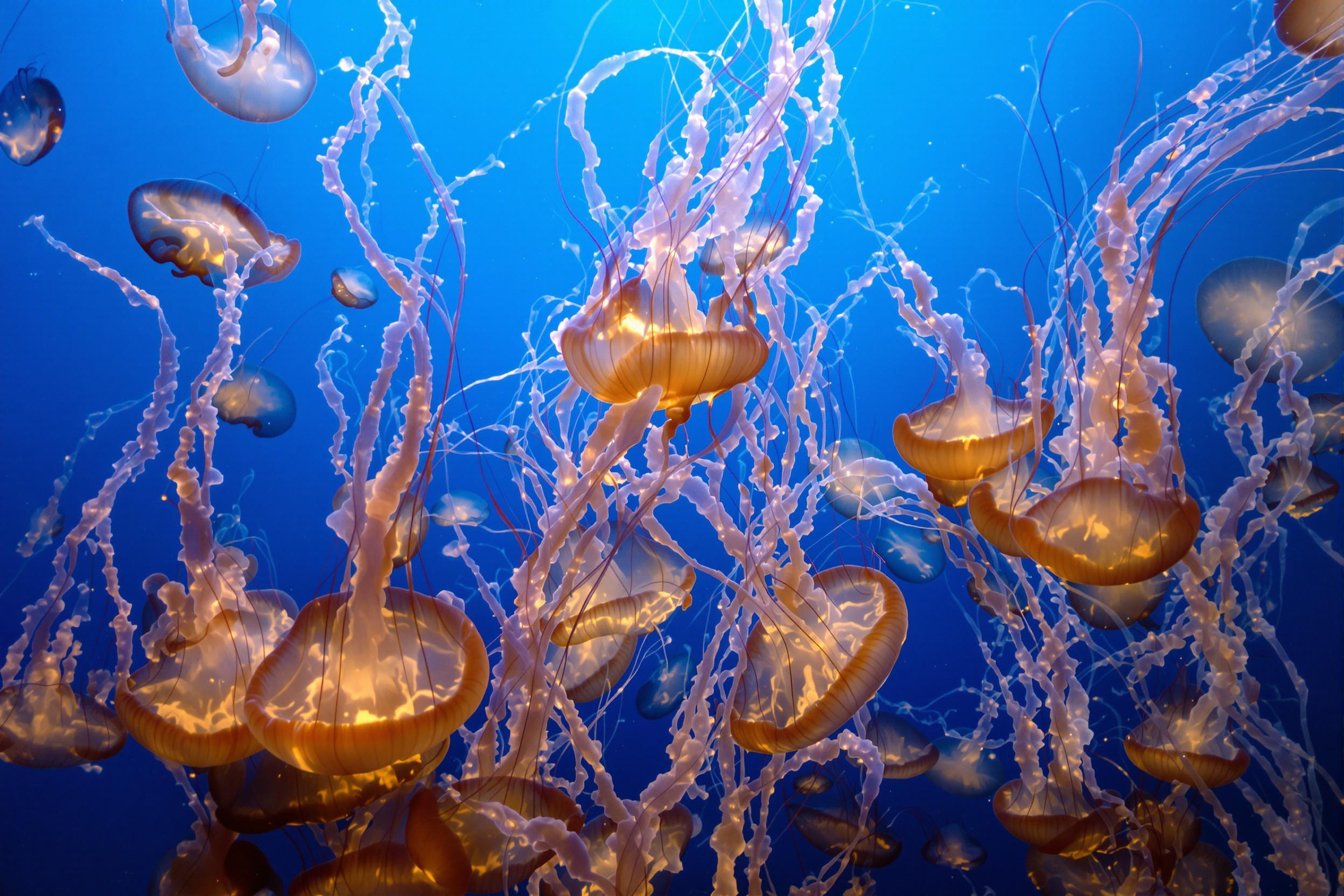 Dive into a mesmerizing underwater spectacle with this high-resolution wallpaper. Translucent jellyfish gracefully dance through azure waters, their bioluminescent tendrils creating an otherworldly light show against the deep blue backdrop.