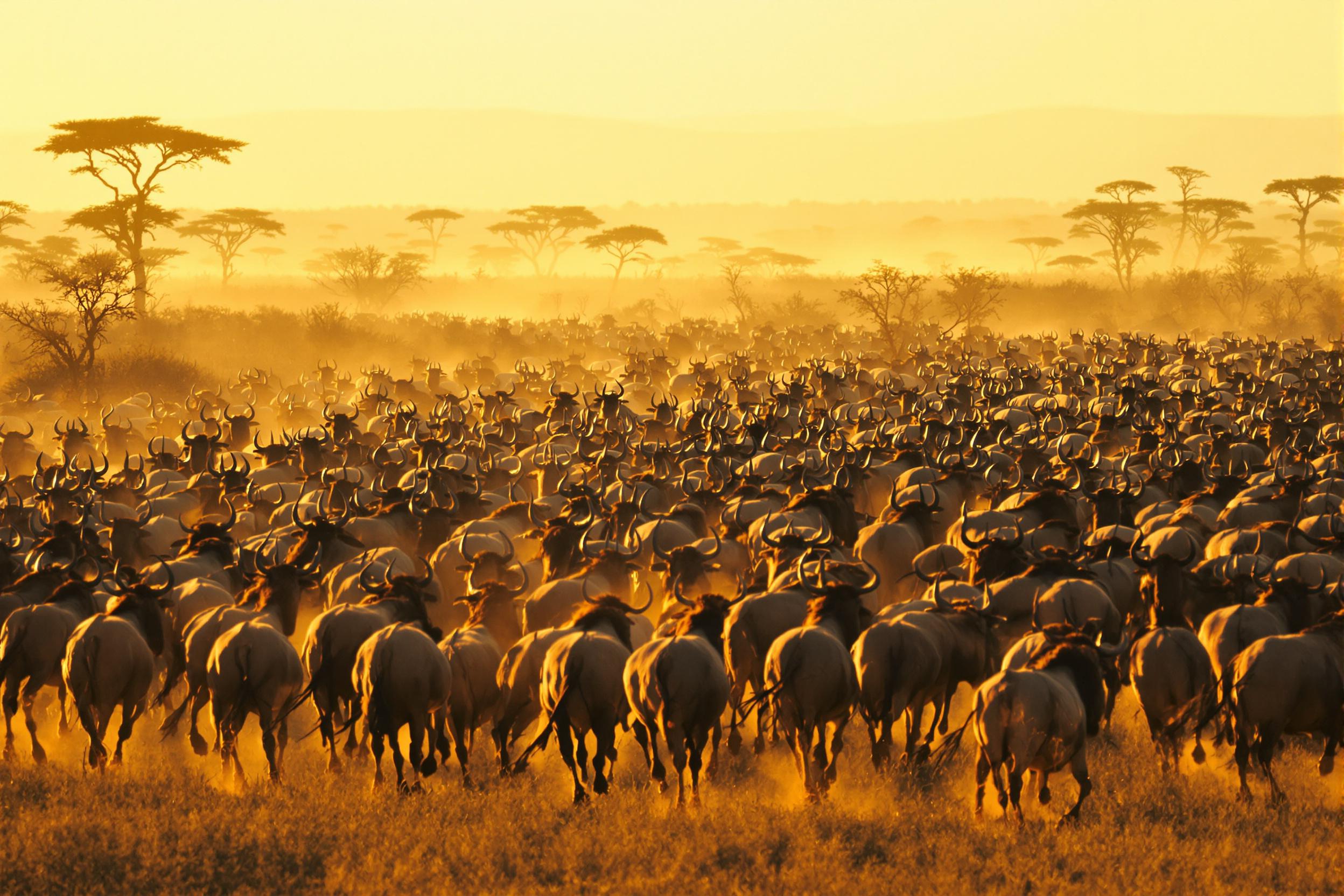 In an endless African savanna glowing under the golden light of late afternoon, a dense herd of wildebeest thunders forward. Dust rises from their pounding hooves, catching warm light that highlights each animal’s textured fur. Acacia trees and dry grasslands stretch into the hazy distance, lending depth to this moment of untamed movement.