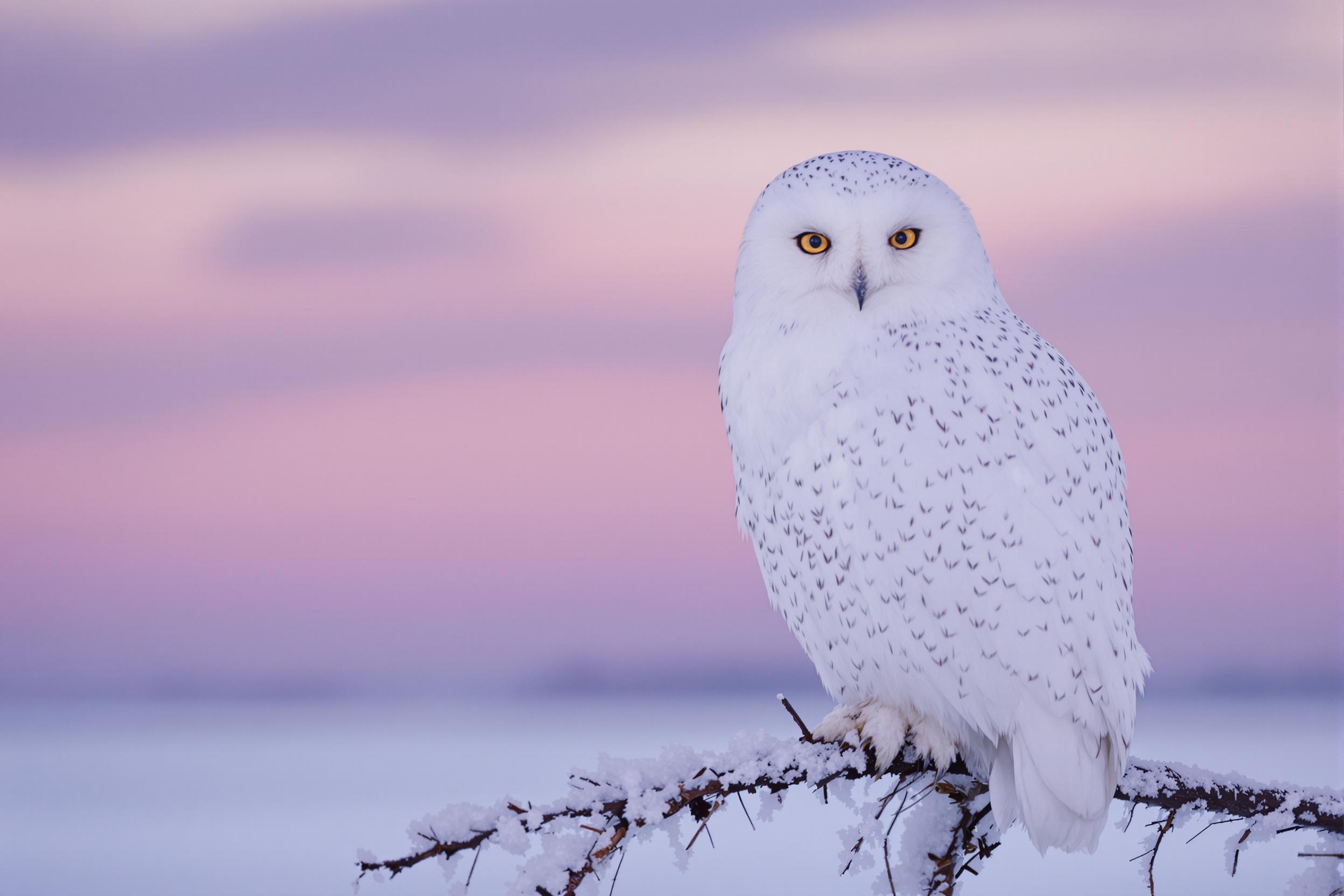 A majestic snowy owl perches against the fading twilight over icy snowfields. Its pristine white feathers subtly shimmer against purpling skies, detailed by faint tufts and sharp talons gripping a frost-covered branch. The serene ambiance contrasts with its piercing golden eyes, epitomizing Arctic beauty.