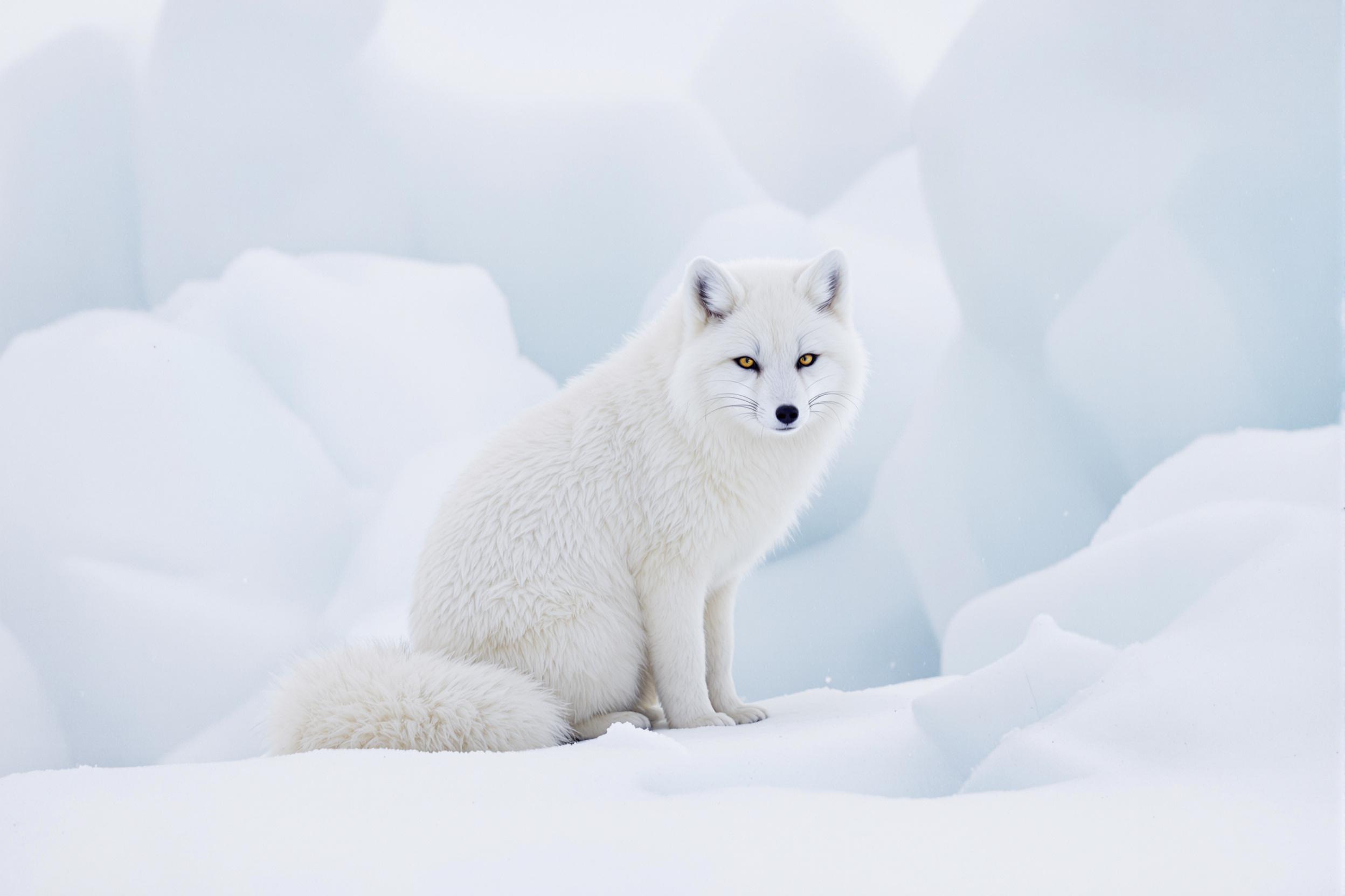 An arctic fox sits poised amid a pristine snowy environment, its dense white fur blending seamlessly against the icy landscape. Subtle snowfall highlights the serenity, while textured ice patches and faint shadows add depth. Soft, diffused daylight illuminates the scene, emphasizing the contrast of the fox's sharp facial features.