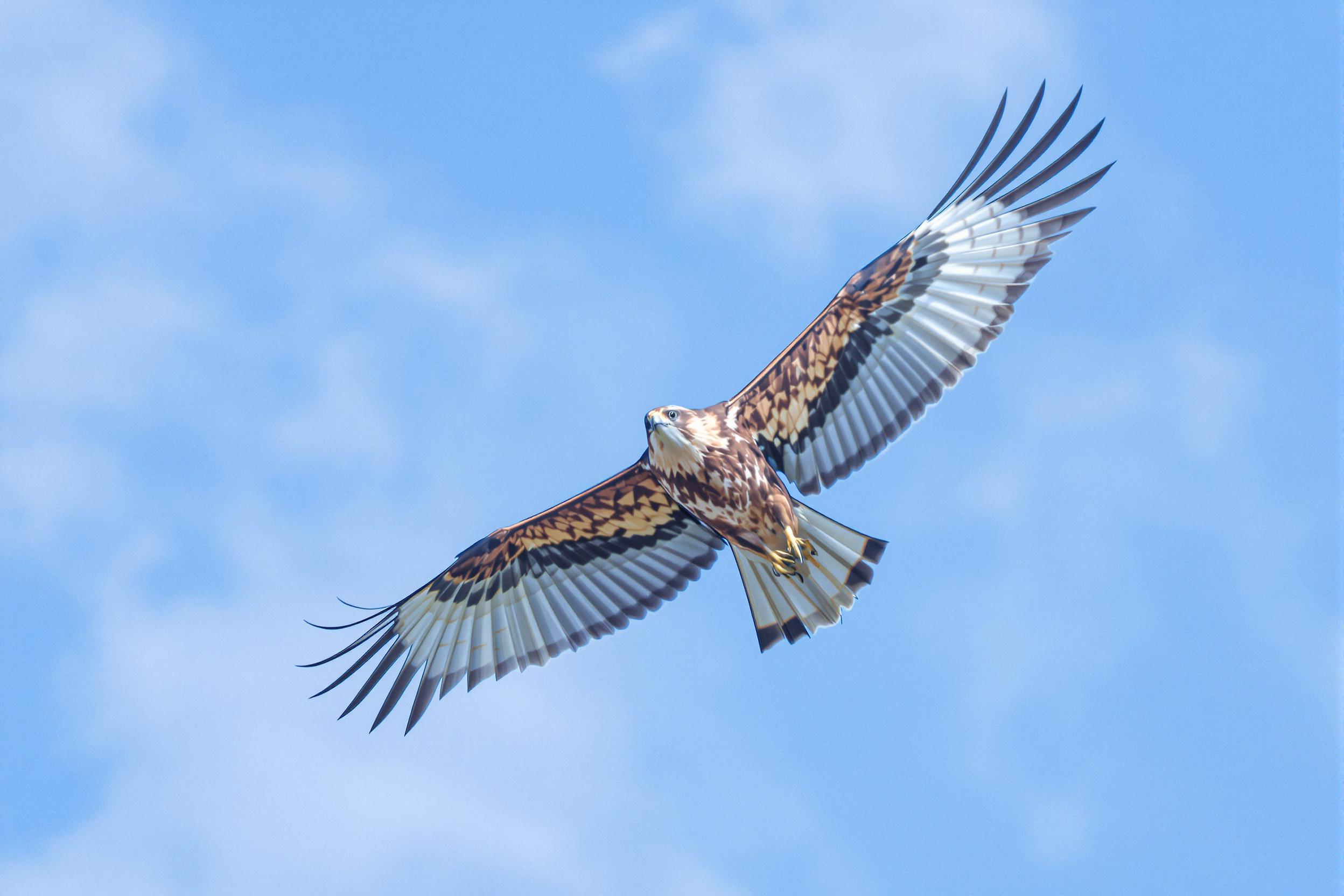 A majestic hawk soars gracefully through a clear blue sky, its powerful wings outstretched and feathers glistening in the bright midday sun. The sharp details of the bird's plumage contrast against the soft, blurred backdrop, evoking a sense of freedom and wild spirit. Wispy clouds occasionally drift across the horizon, enhancing the serene atmosphere of this stunning moment in nature.