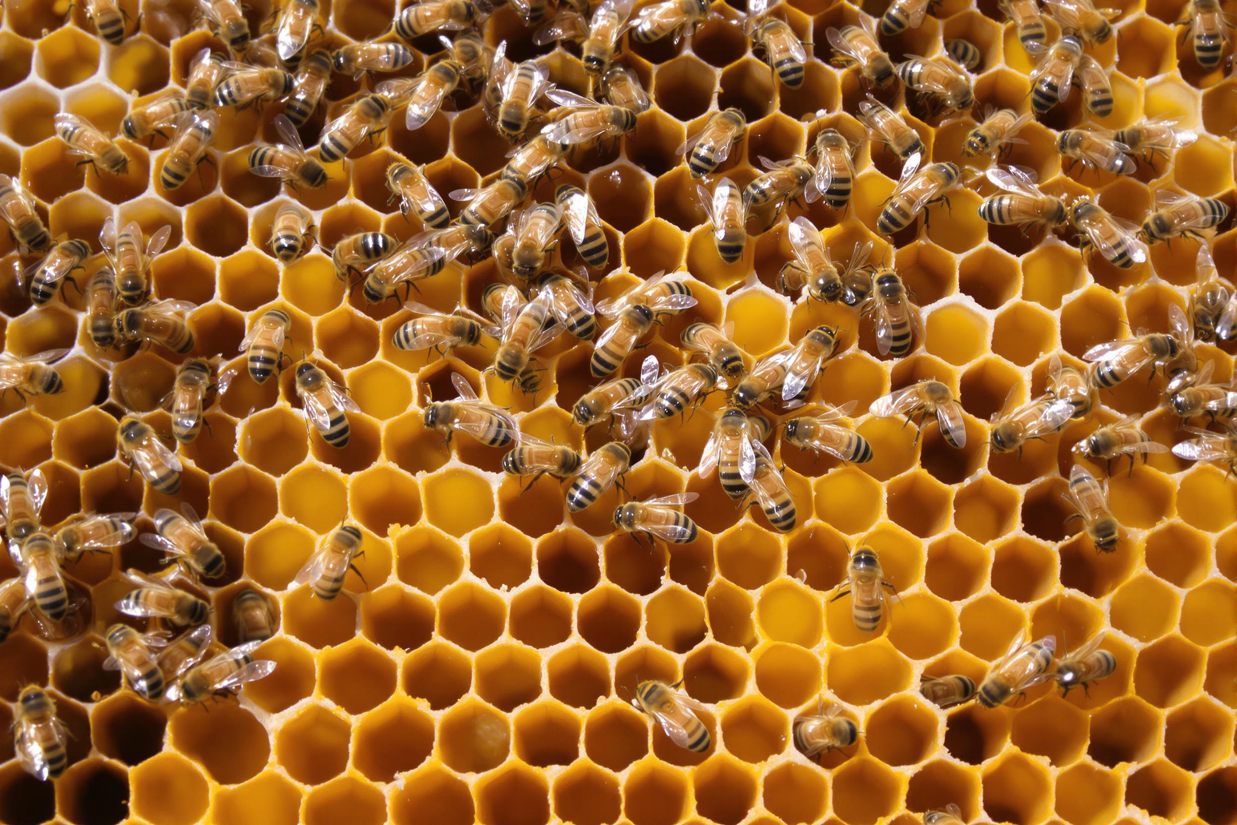 A detailed view of a bustling outdoor beehive shows bees working across golden honeycomb cells. Translucent wings glisten under soft natural light while hexagonal patterns create striking visual symmetry. The tiny details of their fuzzy bodies contrast against the waxy golden textures of the intricate combs.