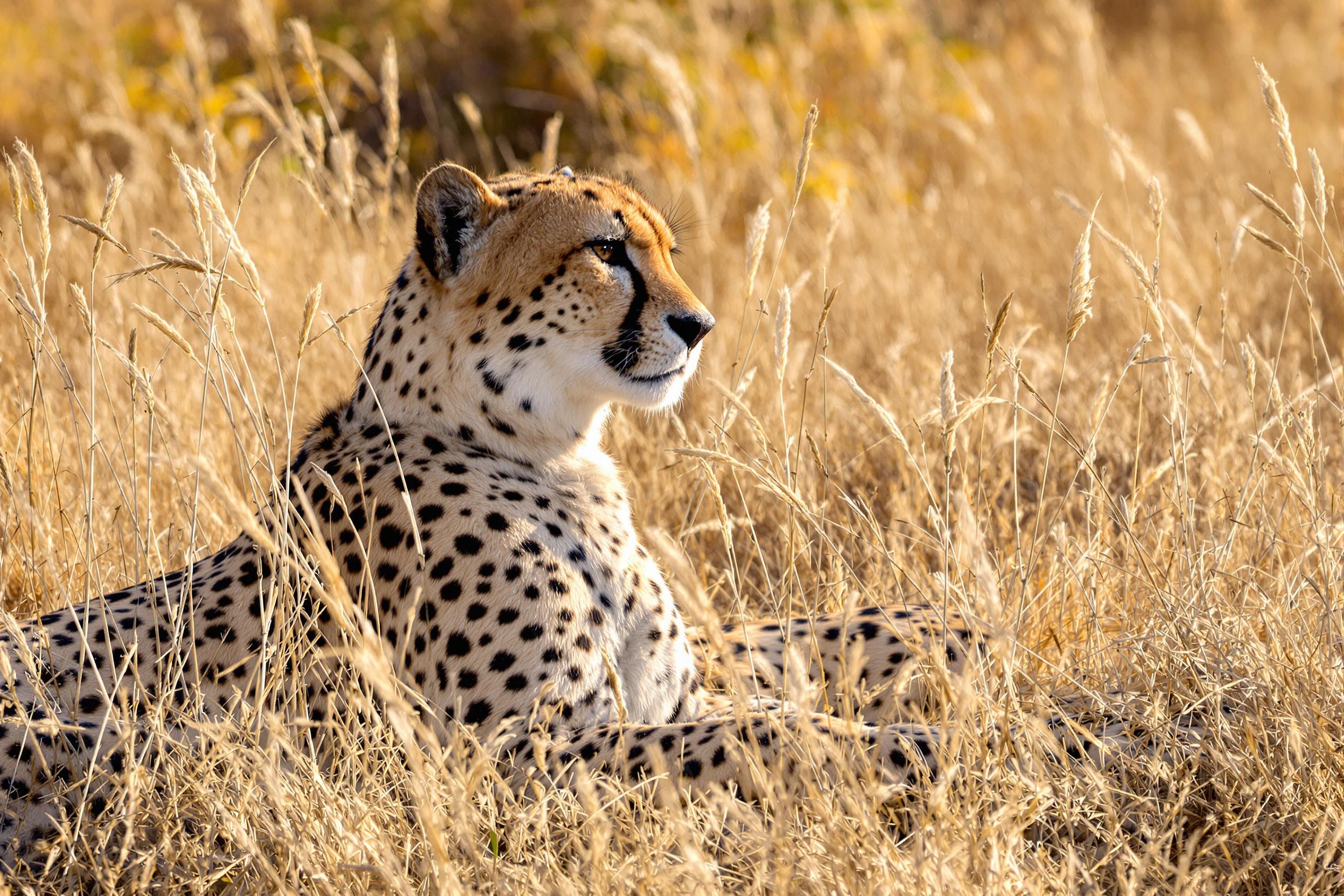 A majestic cheetah reclines amidst golden savannah grasses, basking in the late afternoon sunlight. Its spotted coat blends seamlessly with the dry background, emphasized by soft, warm light. The depth of field isolates the animal sharply against blurred horizons, merging the transition between wilderness and sky. Wisps of wind enhance dynamic calmness.