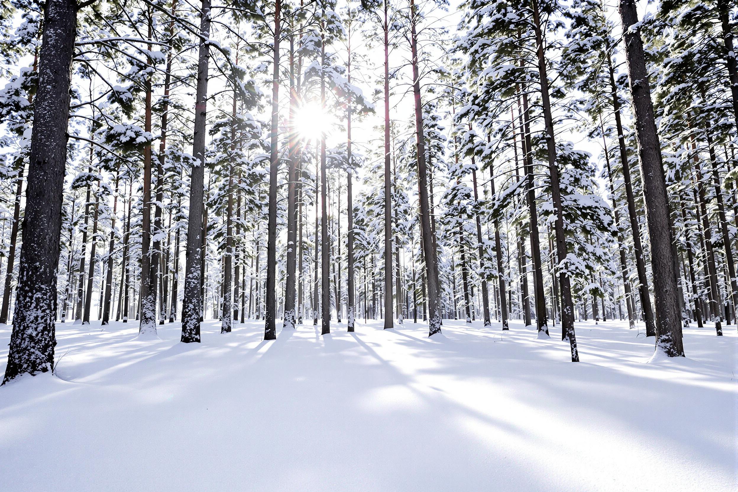 A tranquil winter forest unfolds under the soft glow of early morning sunlight filtering through tall, snow-dusted pines. Fresh snow blankets the ground, creating smooth contours and reflecting delicate shades of white and blue. Stark, dark tree trunks contrast against the brightness, leading the viewer's eye deeper into the peaceful scene as patches of open sky peek through the branches above.