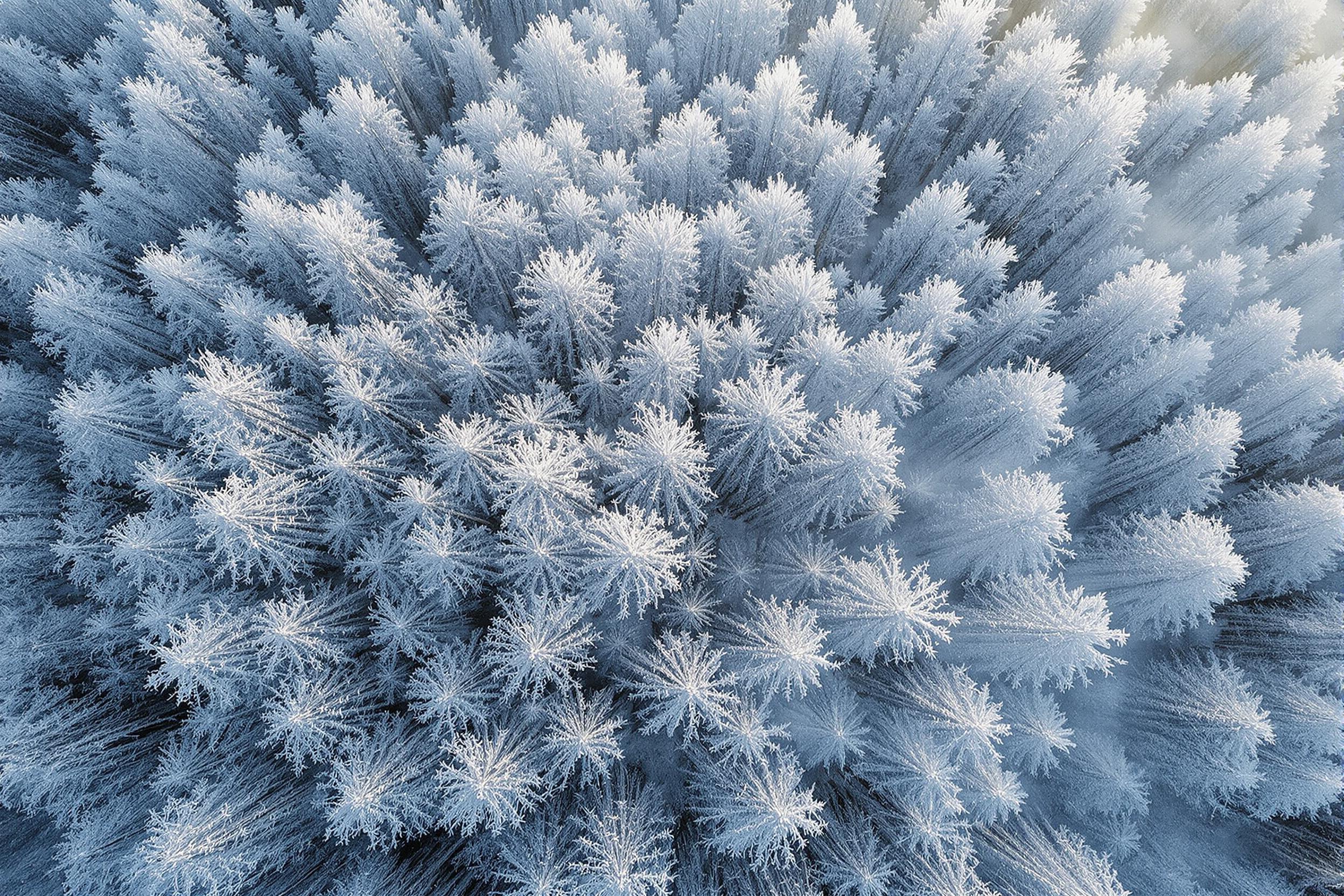 A spectacular bird's-eye view reveals frost-laden trees forming intricate patterns across a wintery landscape. The cold morning lights accentuate the silvery-white detailing along the branches, contrasting crisply against darker bark and shadowed clearings. Thin wisps of mist blend softly into the tranquil scene.