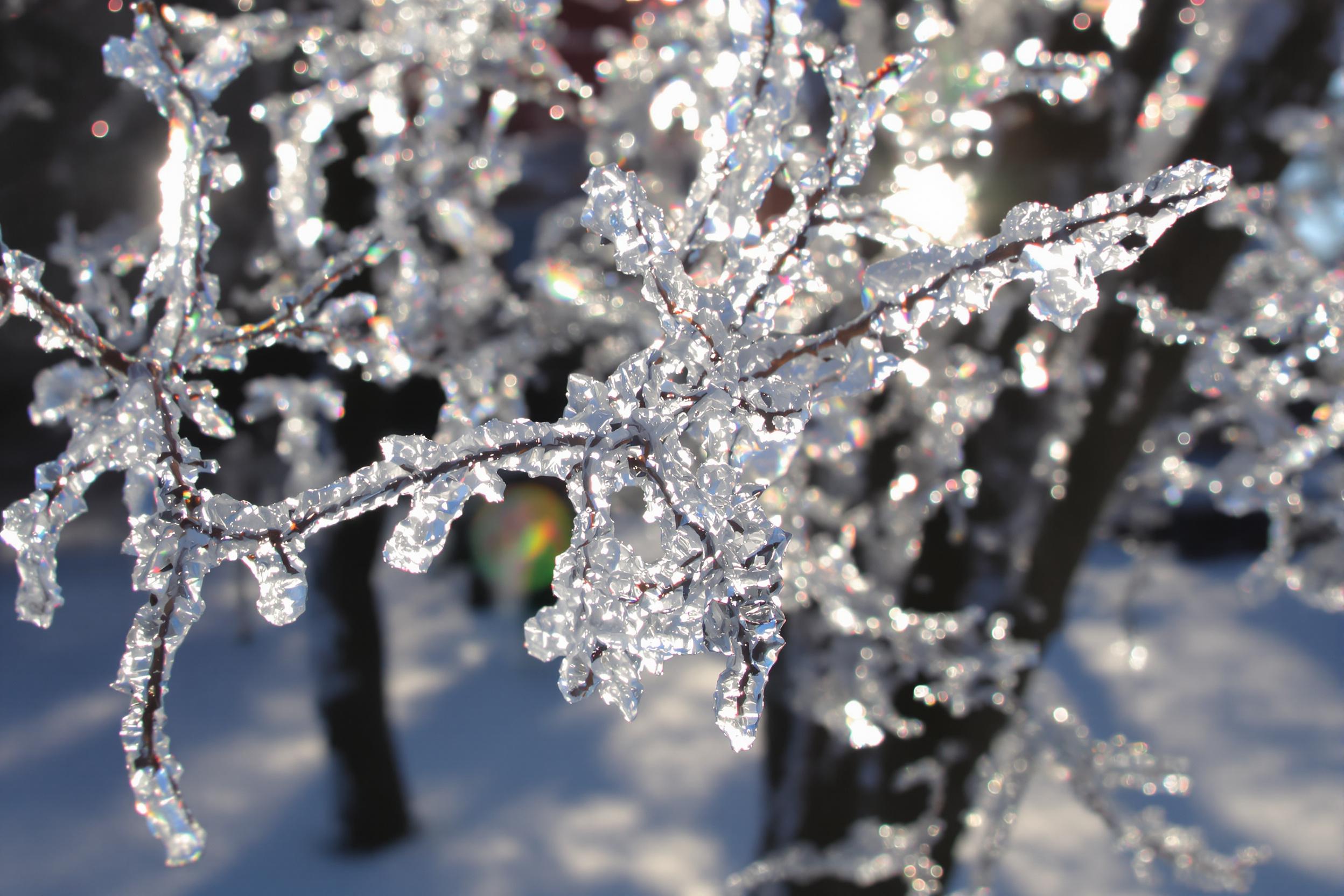 A close-up of delicate tree branches encased in crystal-clear ice after an overnight freeze. The morning sunlight filters through, creating a glistening display of refracted light and rainbow-like reflections. Ice textures are sharply detailed against a softly blurred snowy background, capturing the essence of winter's transient beauty.